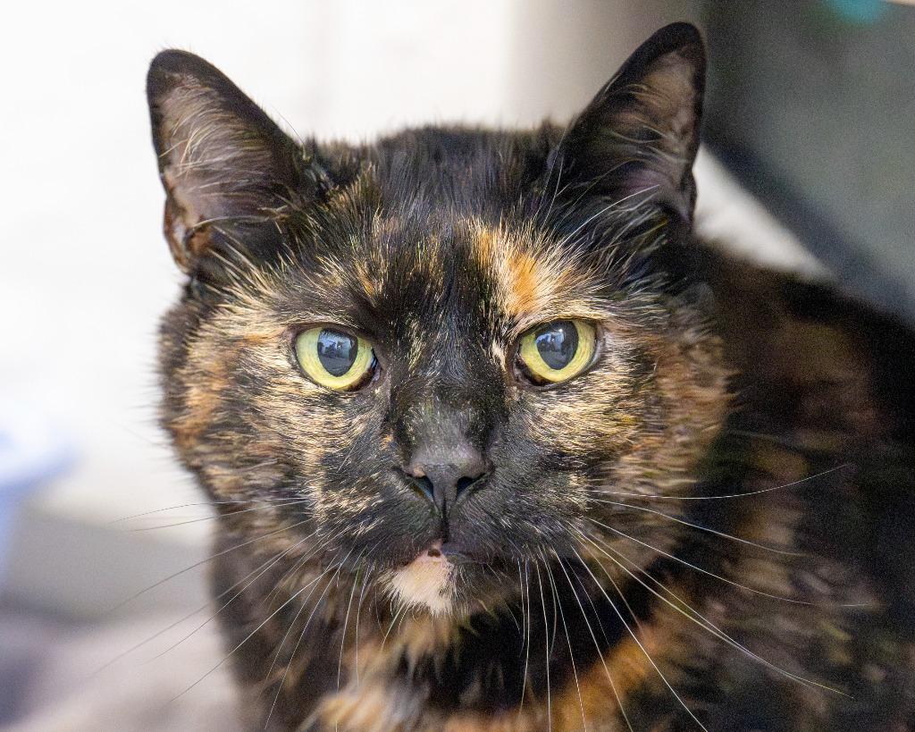 Gumby, a Adoptable mixed breed in Hyde Park, NY image 2/4