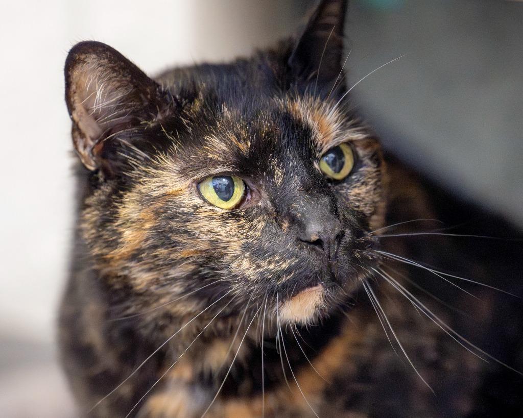 Gumby, a Adoptable mixed breed in Hyde Park, NY image 3/4