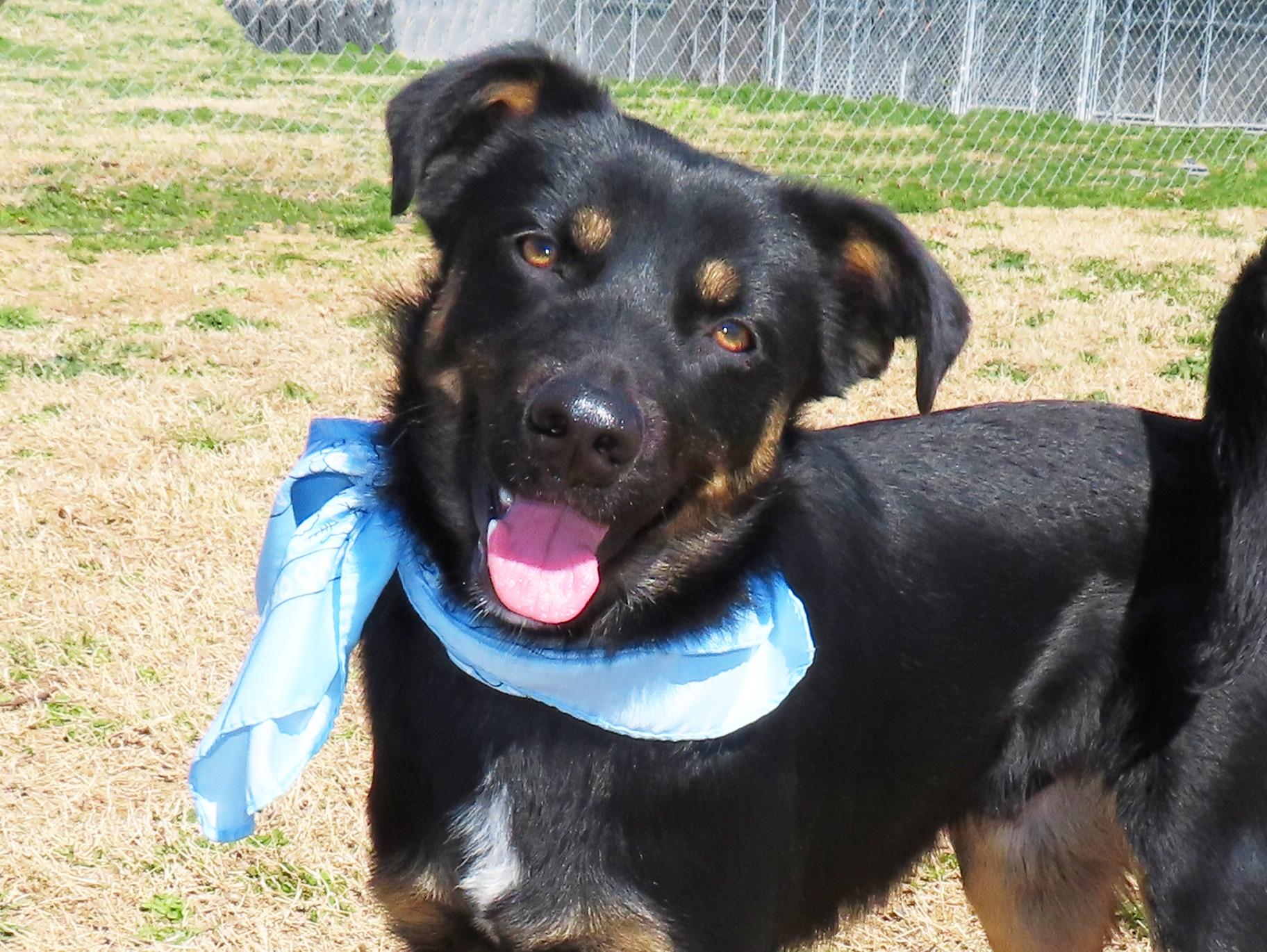Calvin  26C-22, ADOPTABLE, Young Male Australian Shepherd & Australian Kelpie.