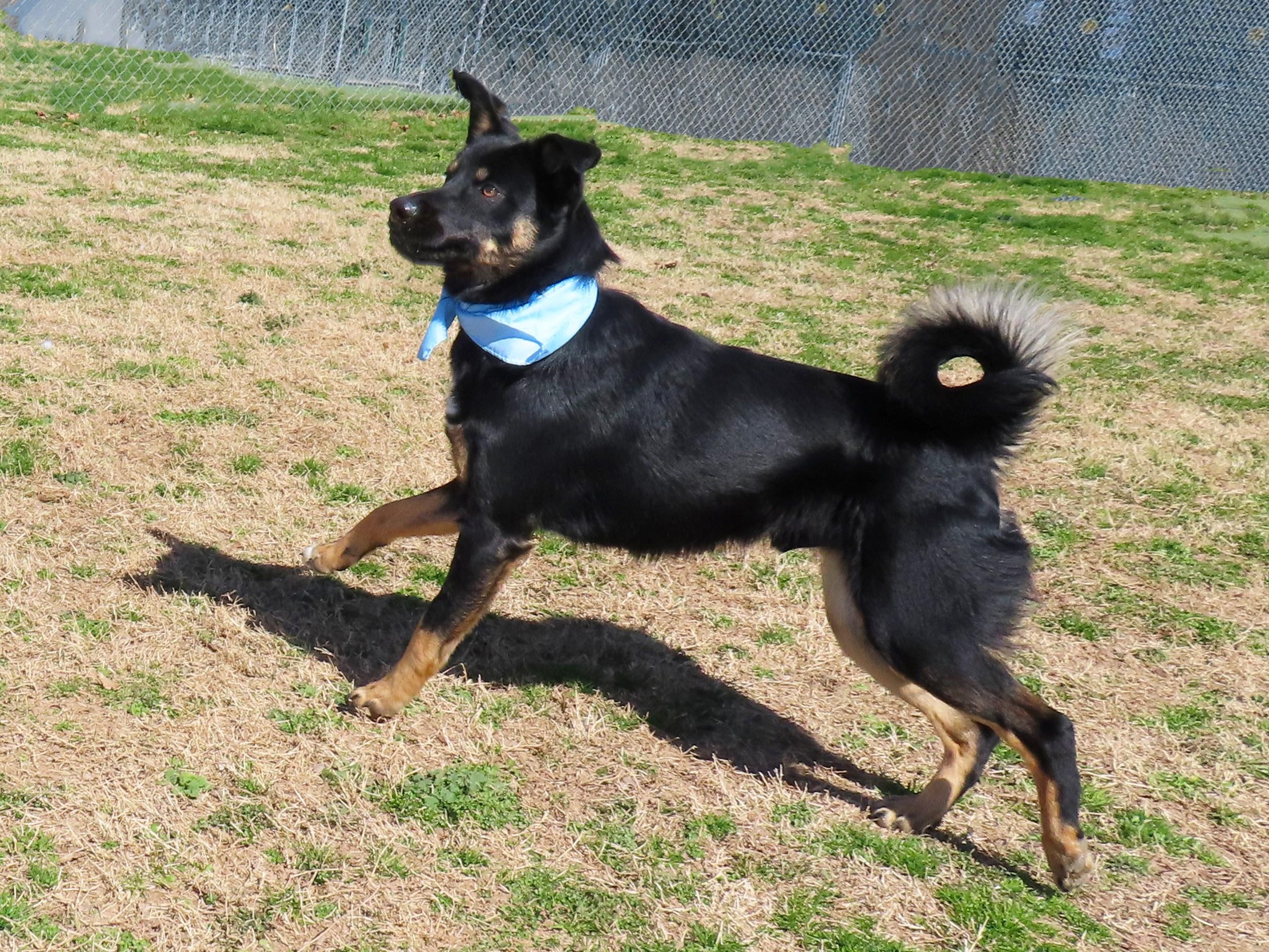 Enlarge Calvin  26C-22, a ADOPTABLE mixed breed in Rogers, AR image 2/5