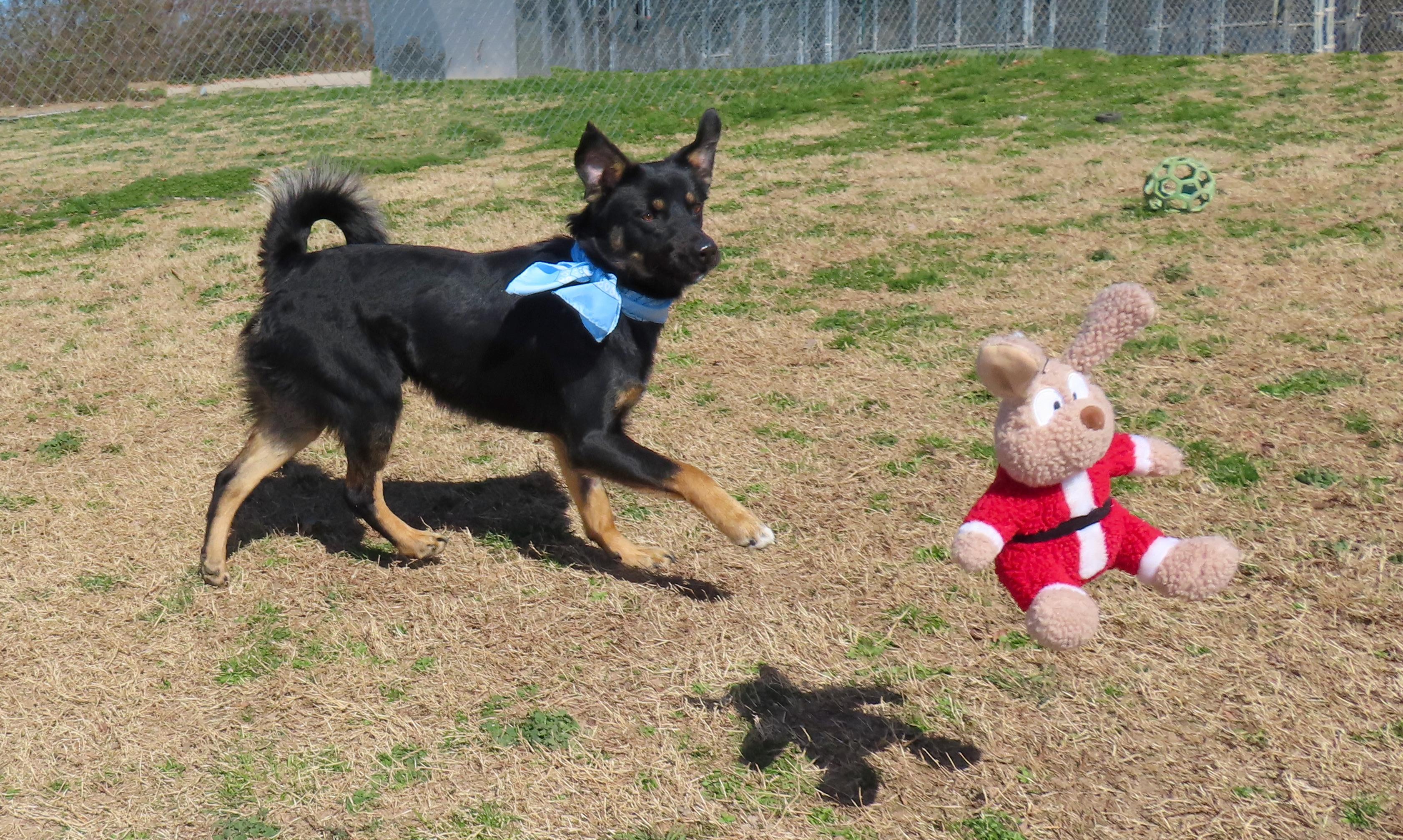 Enlarge Calvin  26C-22, a ADOPTABLE mixed breed in Rogers, AR image 3/5