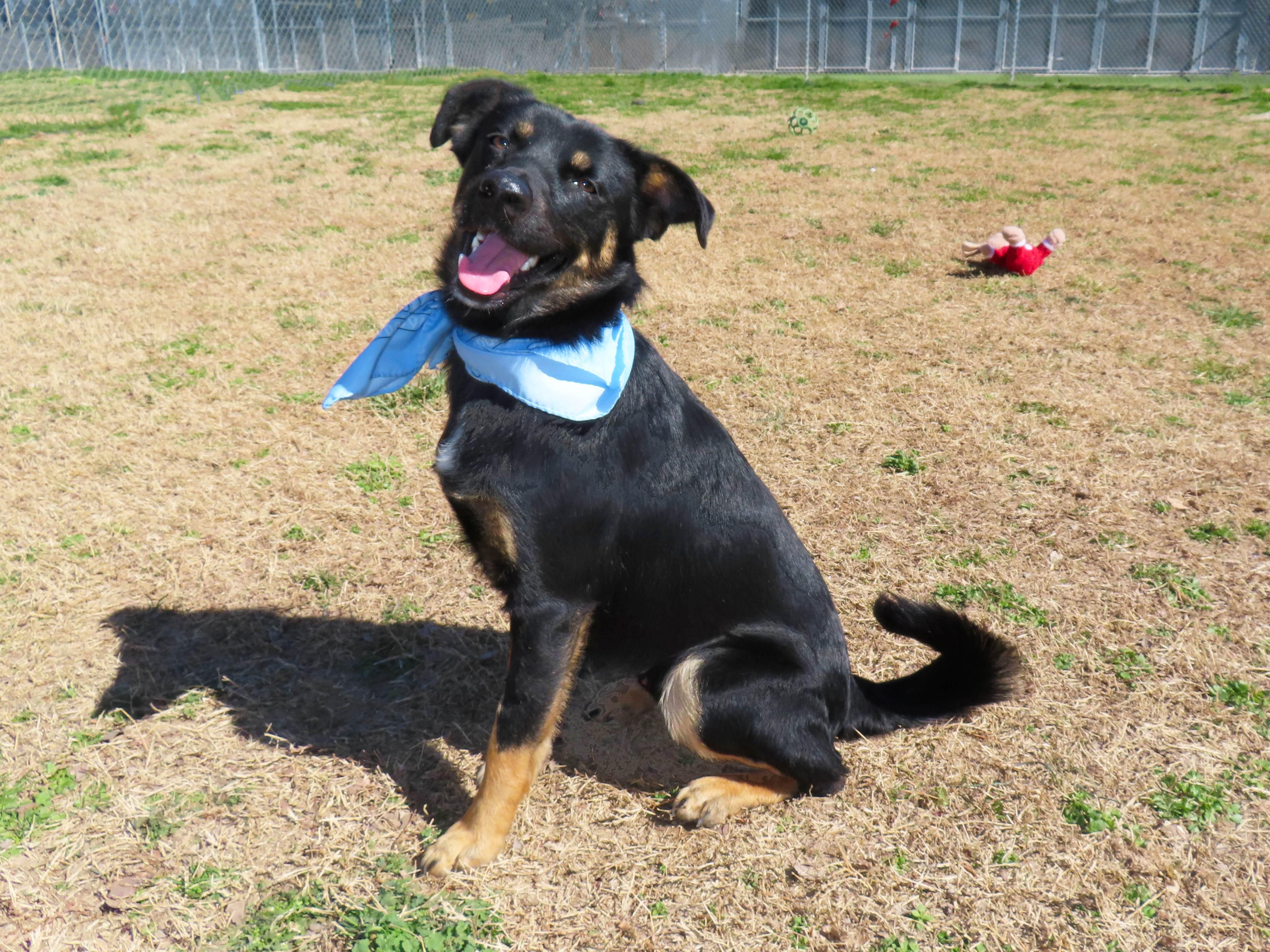 Enlarge Calvin  26C-22, a ADOPTABLE mixed breed in Rogers, AR image 5/5