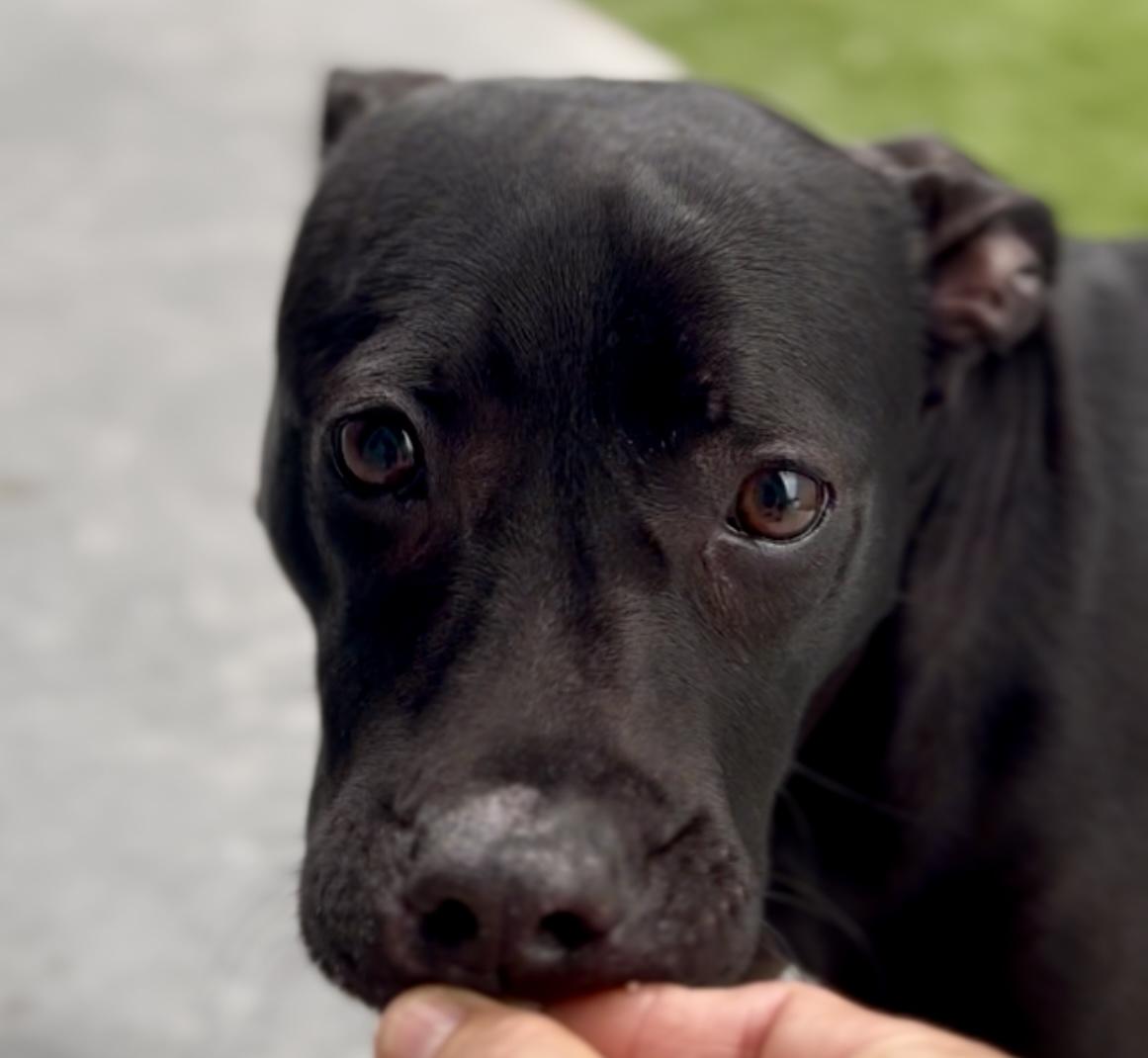 Enlarge Tutti, a ADOPTABLE mixed breed in Coconut Creek, FL image 1/6