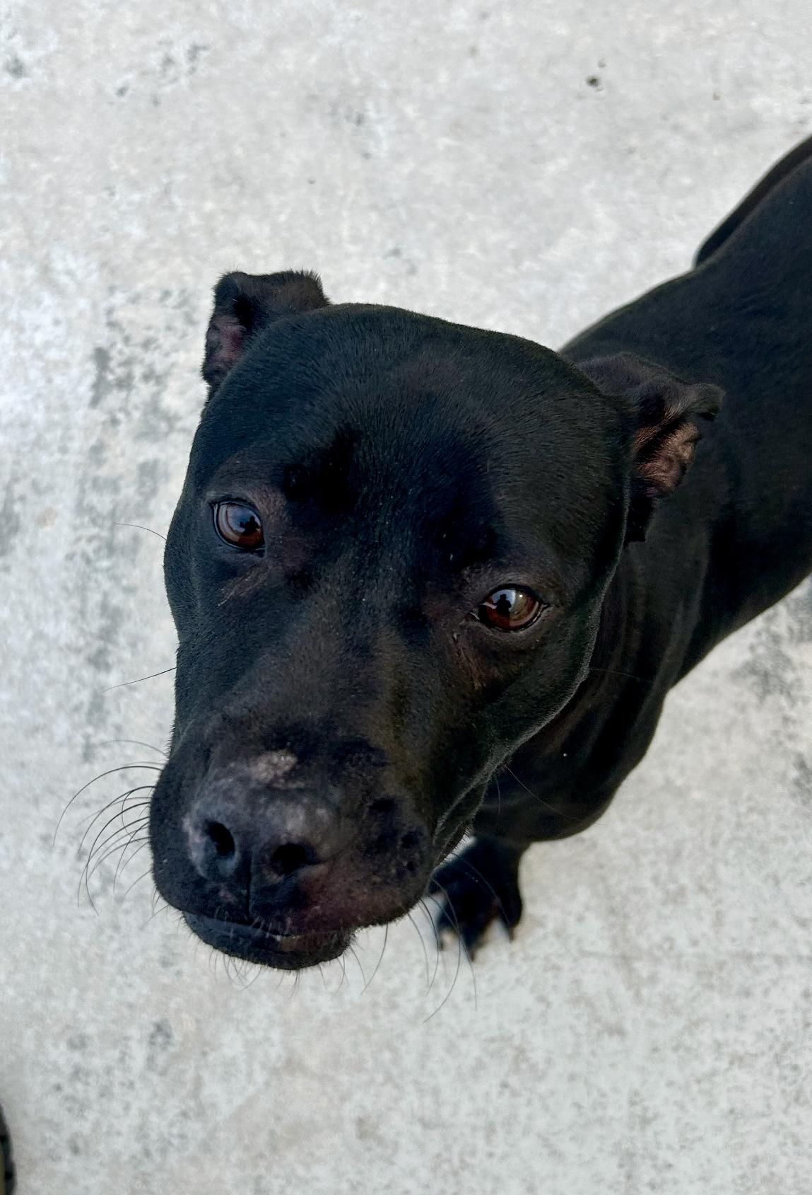 Enlarge Tutti, a ADOPTABLE mixed breed in Coconut Creek, FL image 2/6