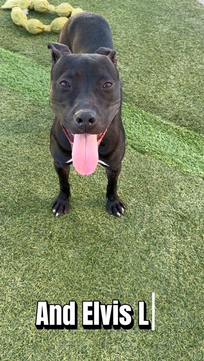 Enlarge Tutti, a ADOPTABLE mixed breed in Coconut Creek, FL video 2/5