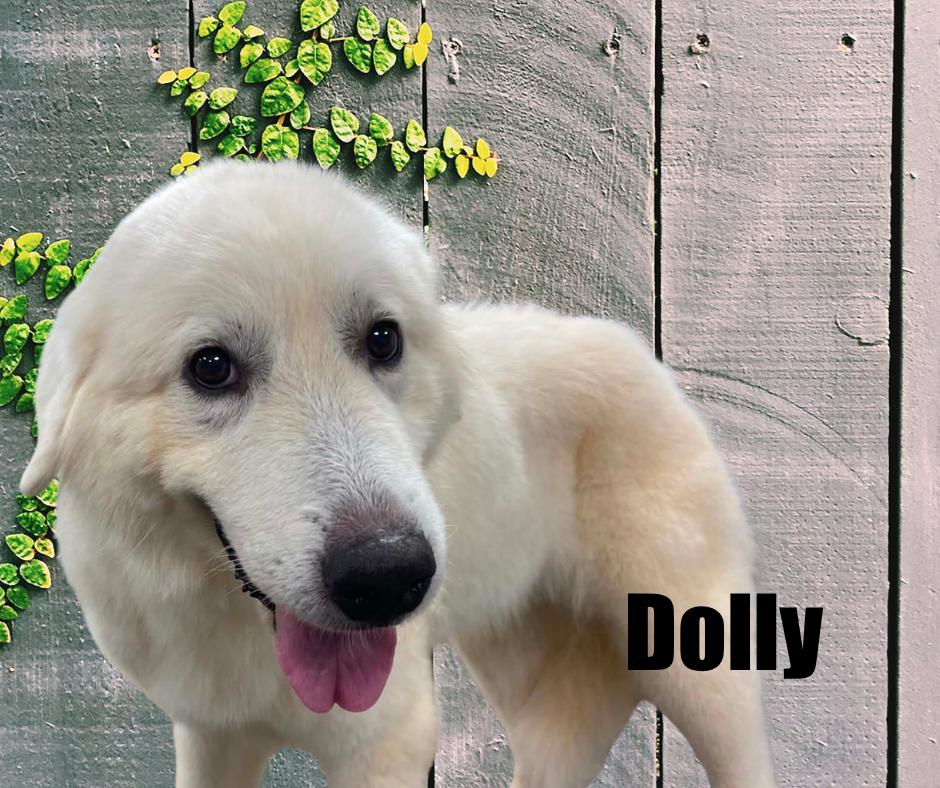 Dolly, Adoptable, Adult Female Great Pyrenees.