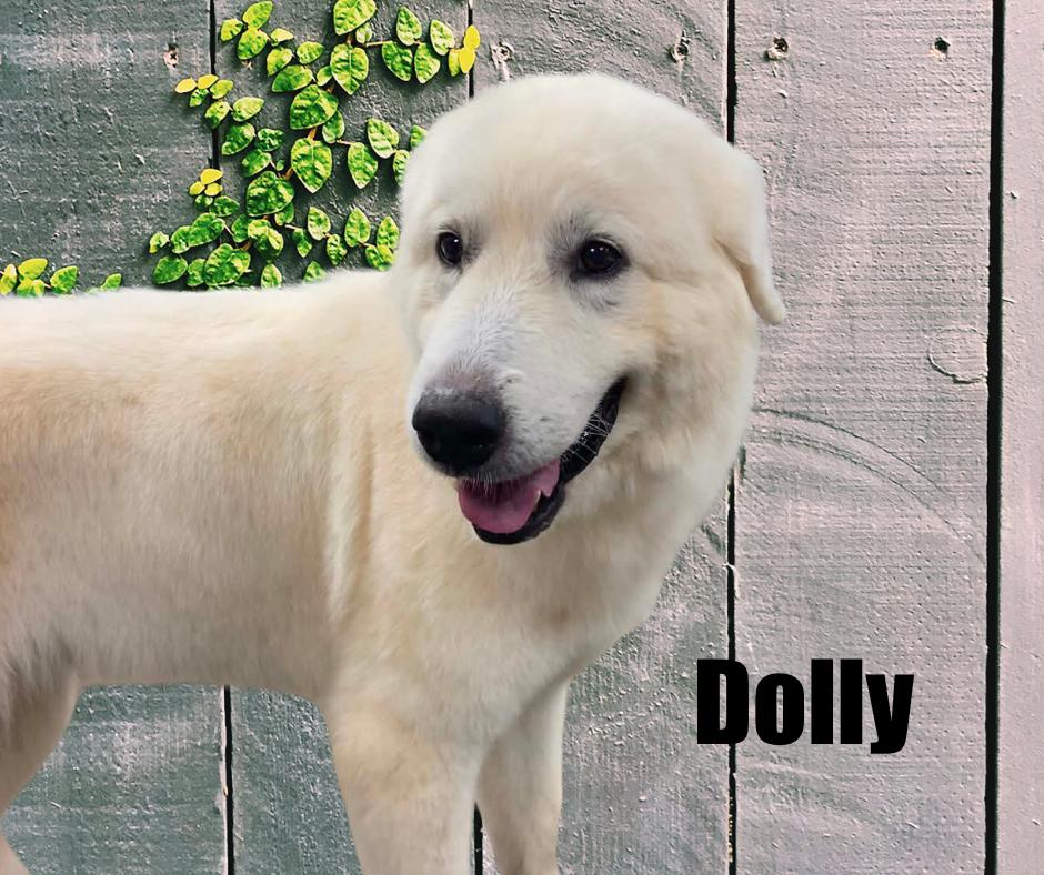 Enlarge Dolly, a Adoptable Great Pyrenees in Marshville, NC image 2/2