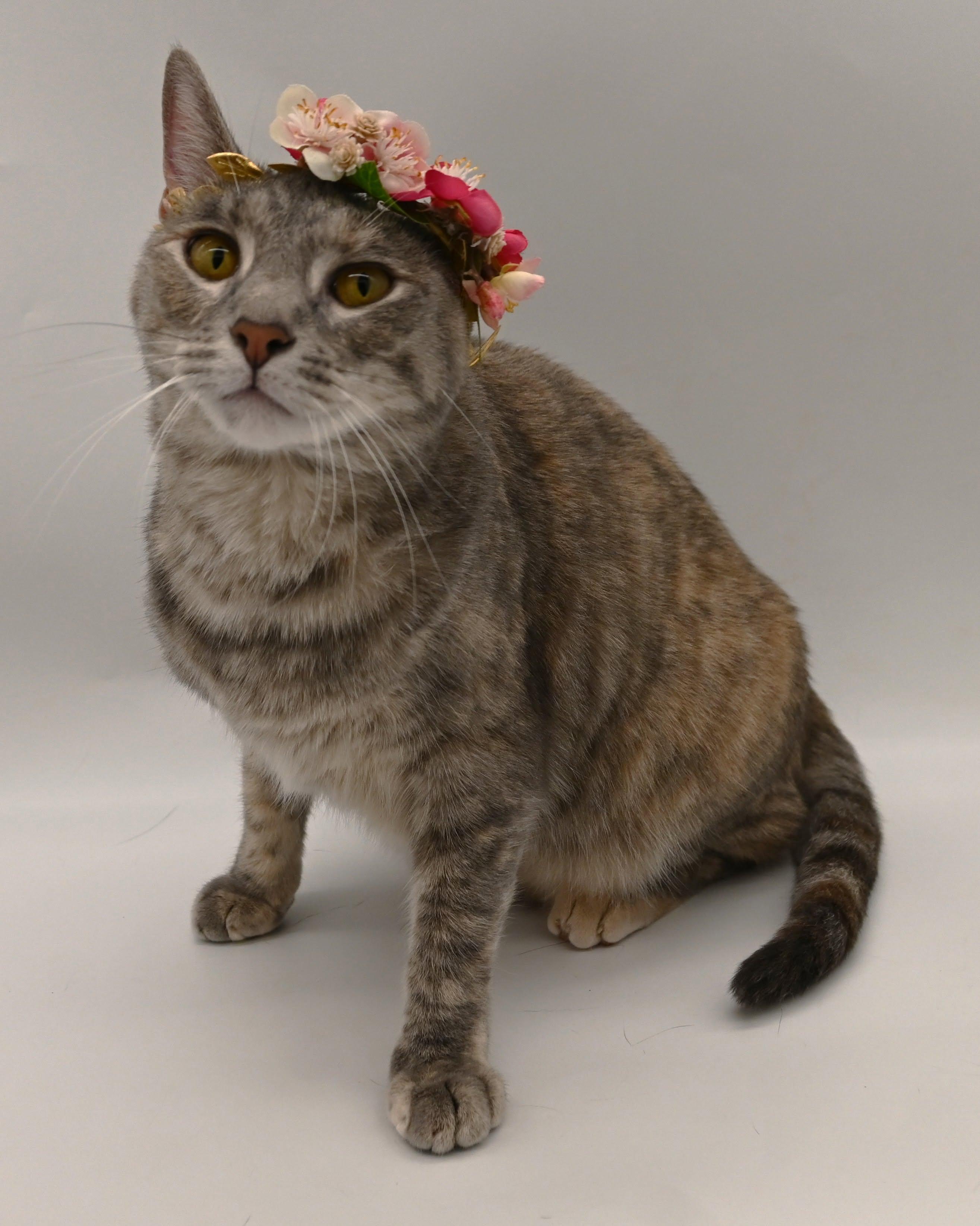 Enlarge Misty (Belly Rub Queen), a Adoptable Tabby in Mt laurel Township, NJ image 2/6