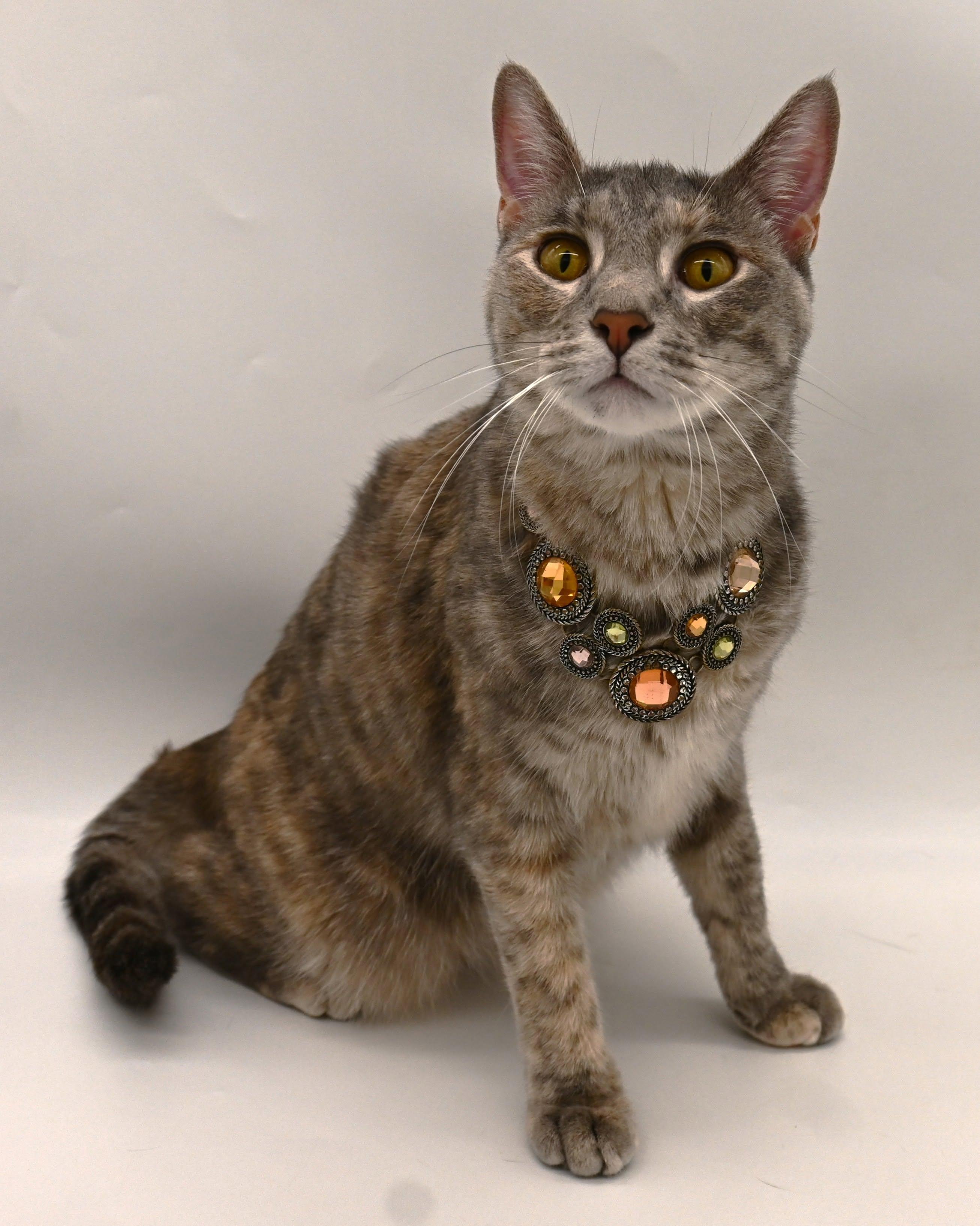 Enlarge Misty (Belly Rub Queen), a Adoptable Tabby in Mt laurel Township, NJ image 3/6