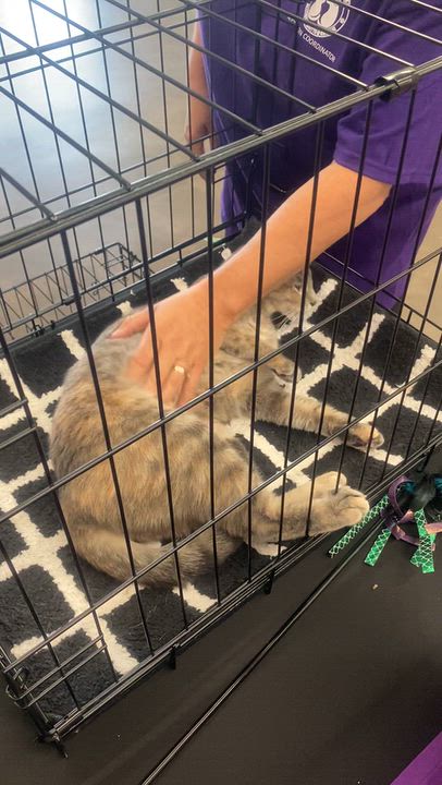 Enlarge Misty (Belly Rub Queen), a Adoptable Tabby in Mt laurel Township, NJ video 6/6