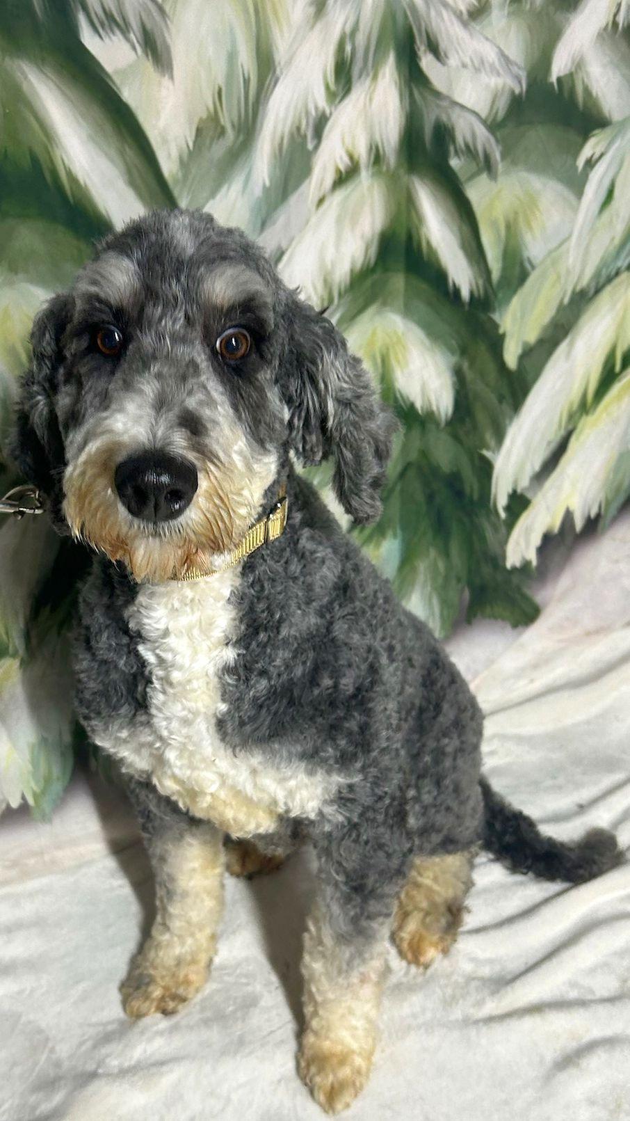 JADE (ohiosdrescue@gmail.com), an adopted Bernedoodle in Rossford, OH image 5/5