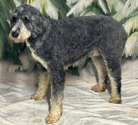 JADE (ohiosdrescue@gmail.com), an adopted Bernedoodle in Rossford, OH image 4/5