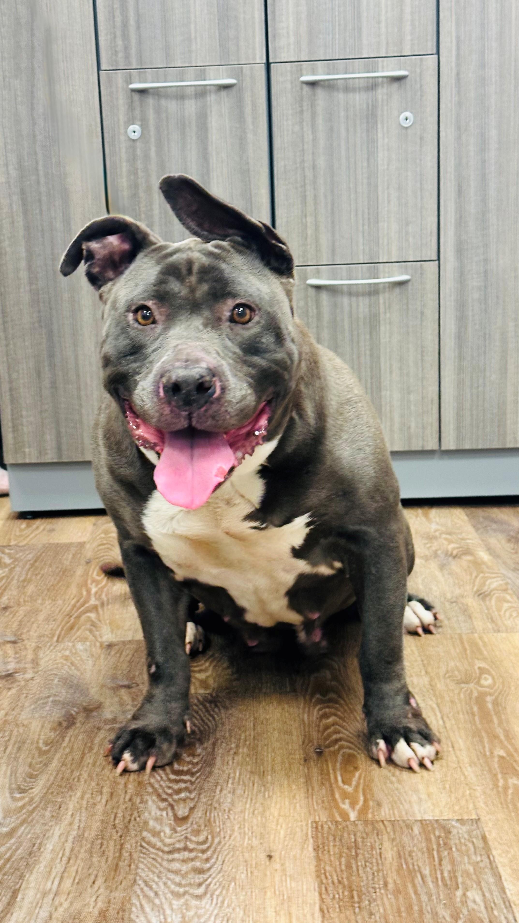 Enlarge Bertha, a ADOPTABLE Pit Bull Terrier in Syosset, NY image 1/1