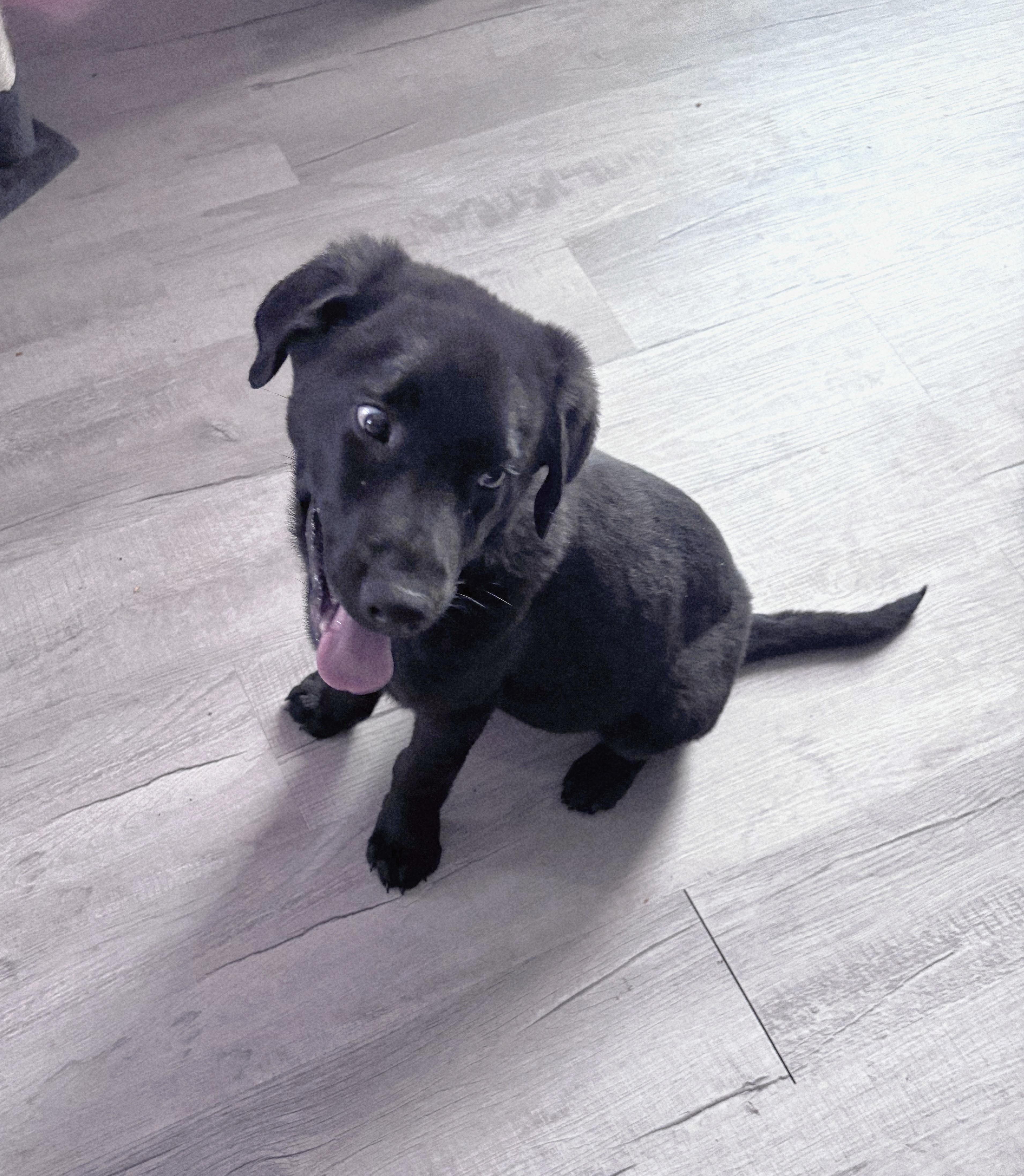 Enlarge Onyx, a ADOPTABLE mixed breed in Denver, NC image 3/5