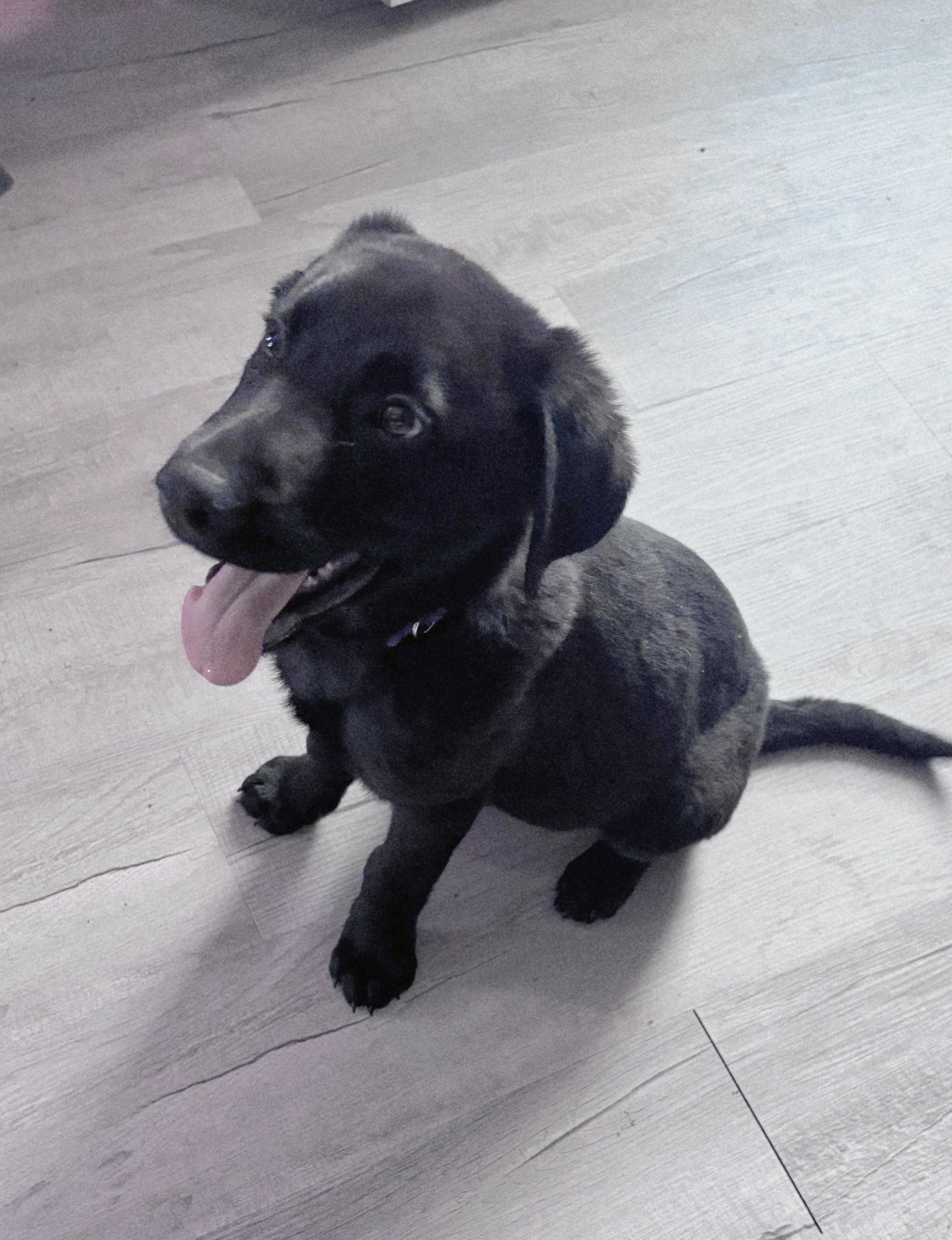 Enlarge Onyx, a ADOPTABLE mixed breed in Denver, NC image 4/5