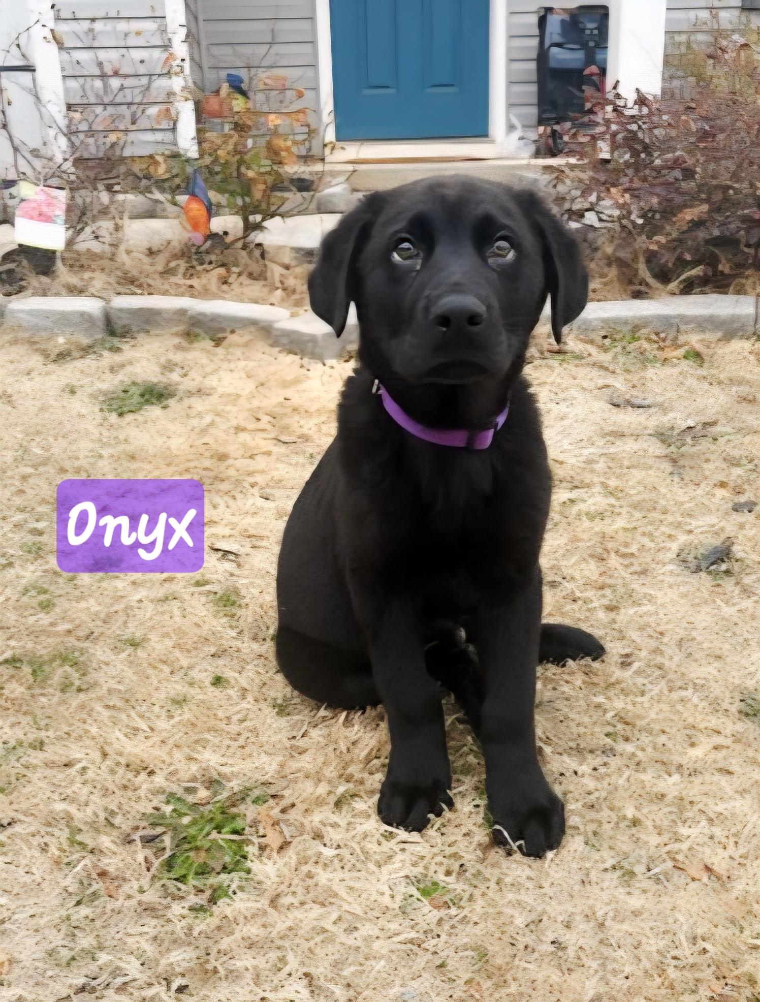 Enlarge Onyx, a ADOPTABLE mixed breed in Denver, NC image 1/5