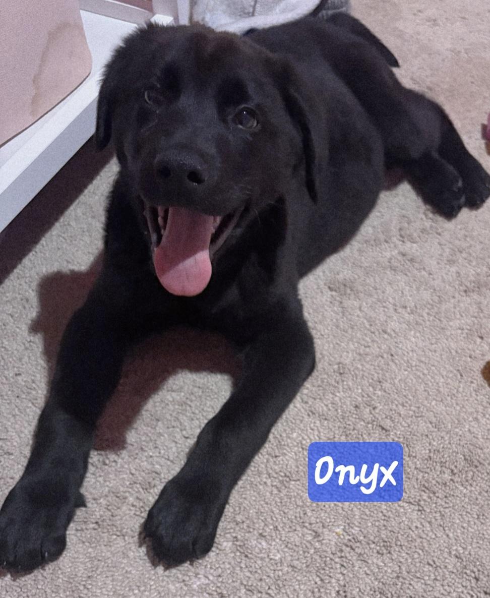 Enlarge Onyx, a ADOPTABLE mixed breed in Denver, NC image 2/5