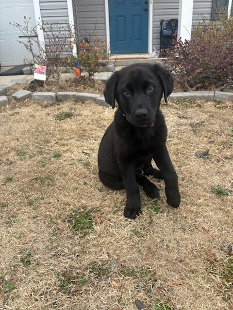 Enlarge Onyx, a ADOPTABLE mixed breed in Denver, NC image 5/5