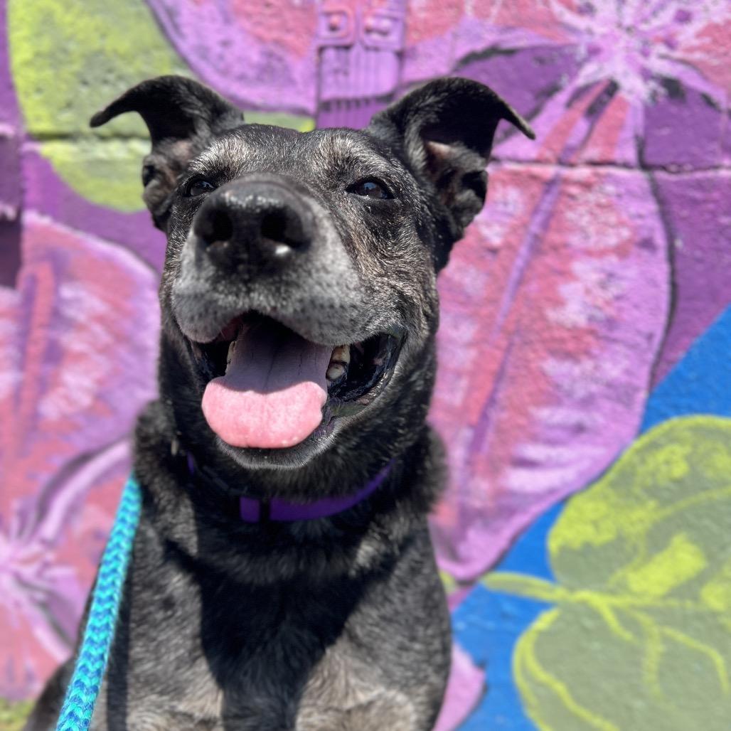 Goddess, Adoptable, Senior Female Mixed Breed & Shepherd.