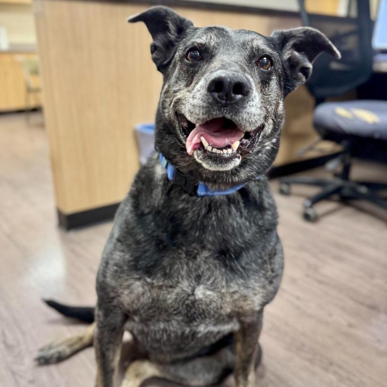 Goddess, a Adoptable mixed breed in Salt Lake City, UT image 2/6