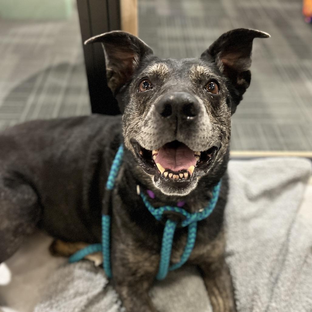 Goddess, a Adoptable mixed breed in Salt Lake City, UT image 3/6