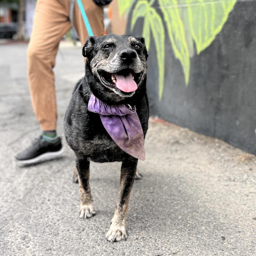 Goddess, a Adoptable mixed breed in Salt Lake City, UT image 4/6
