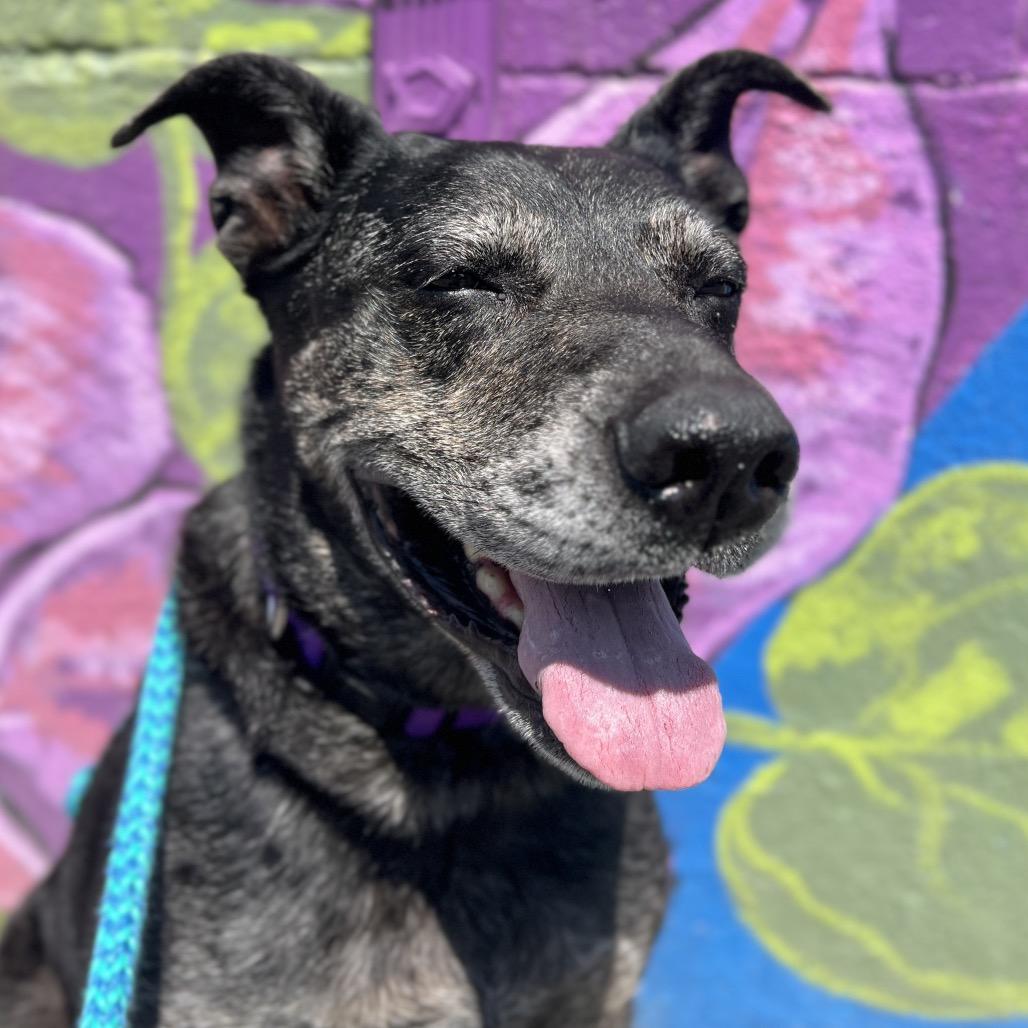 Goddess, a Adoptable mixed breed in Salt Lake City, UT image 6/6