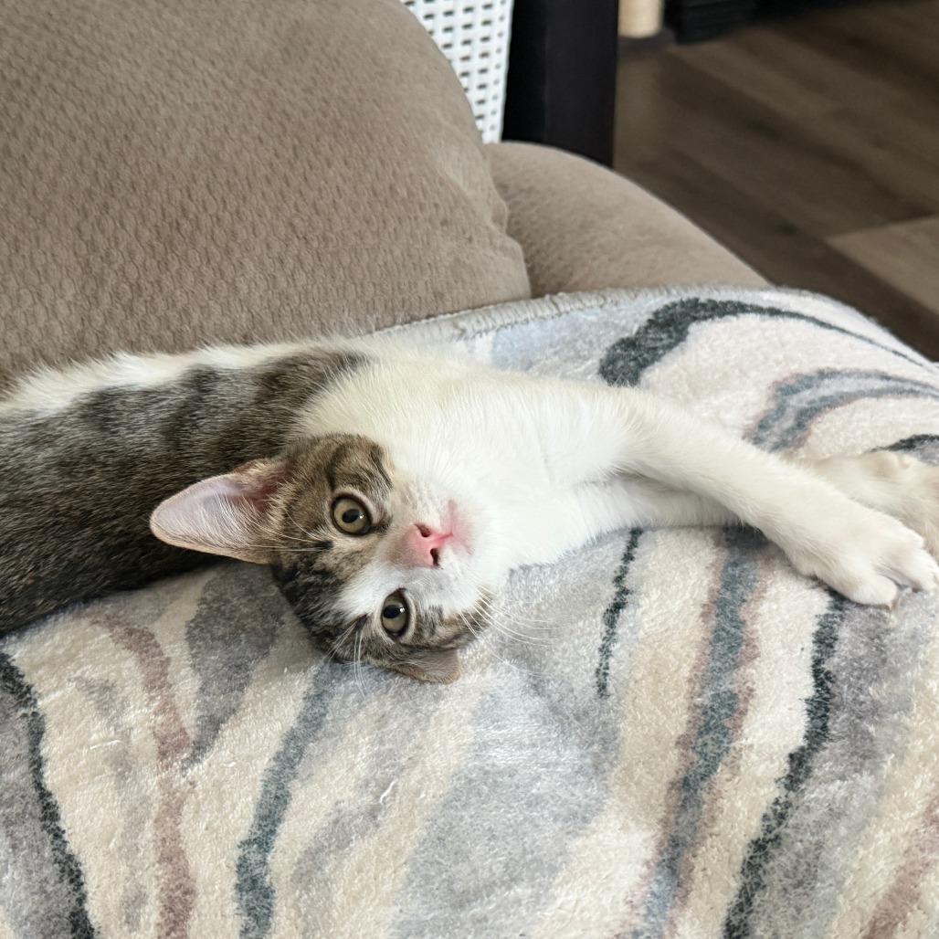 Toby, Adoptable, Kitten Male Domestic Short Hair.