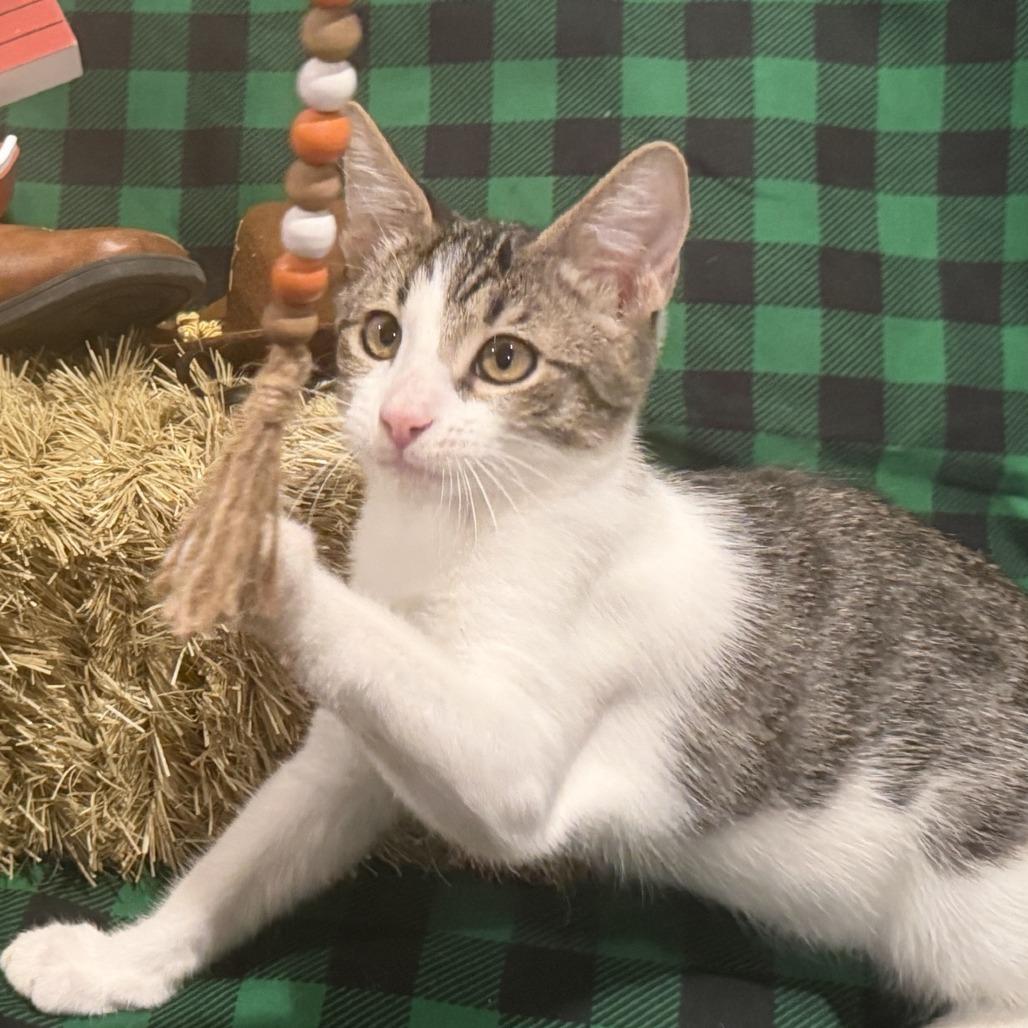 Enlarge Toby, a Adoptable Domestic Short Hair in Temecula, CA image 2/3