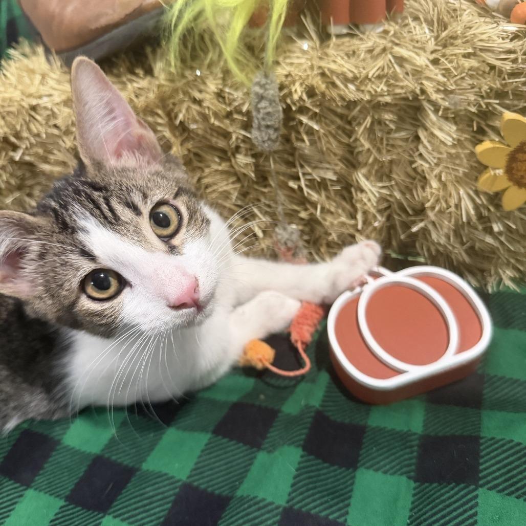 Enlarge Toby, a Adoptable Domestic Short Hair in Temecula, CA image 3/3