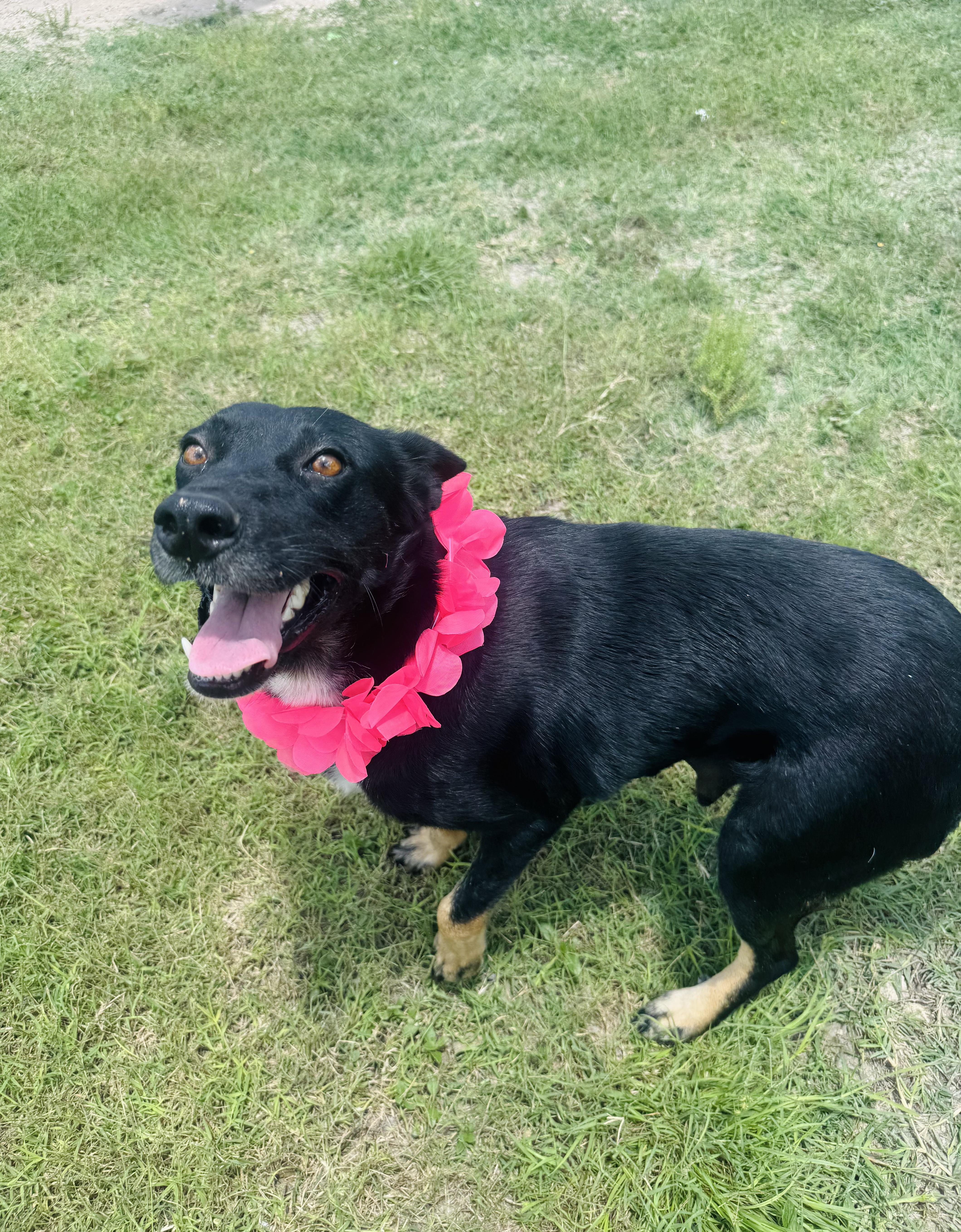 Princess, a Adoptable mixed breed in Rochester, NY image 6/6