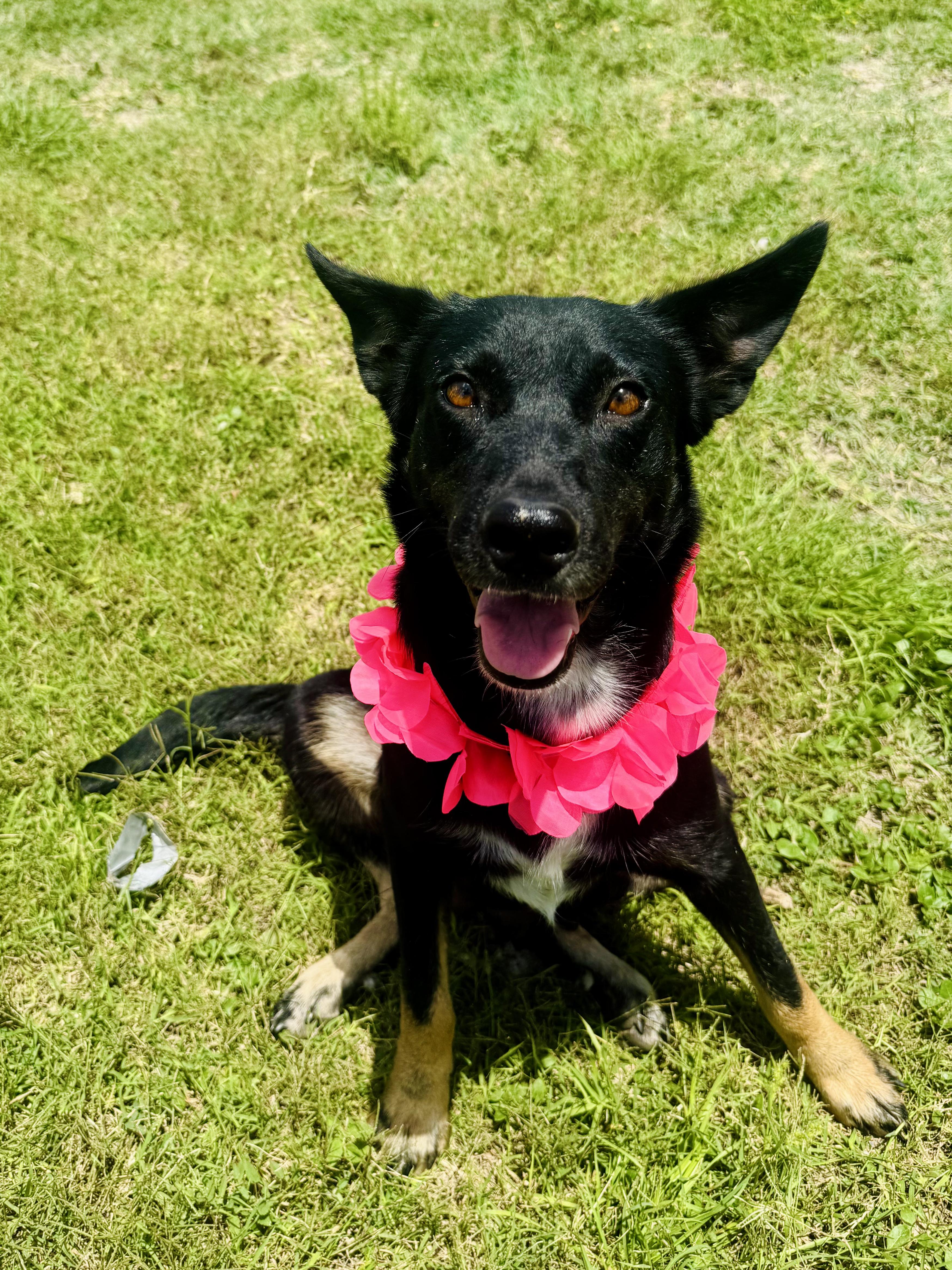 Princess, a Adoptable mixed breed in Rochester, NY image 4/6