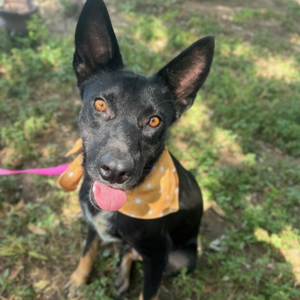 Princess, a Adoptable mixed breed in Rochester, NY image 1/6