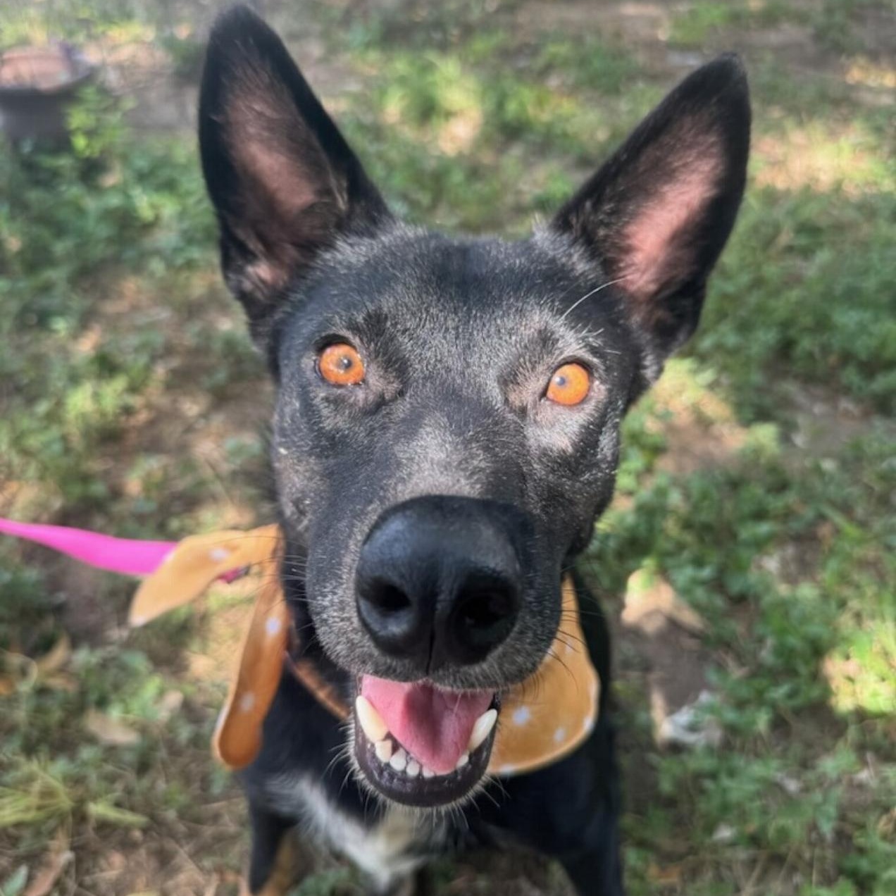 Princess, a Adoptable mixed breed in Rochester, NY image 2/6