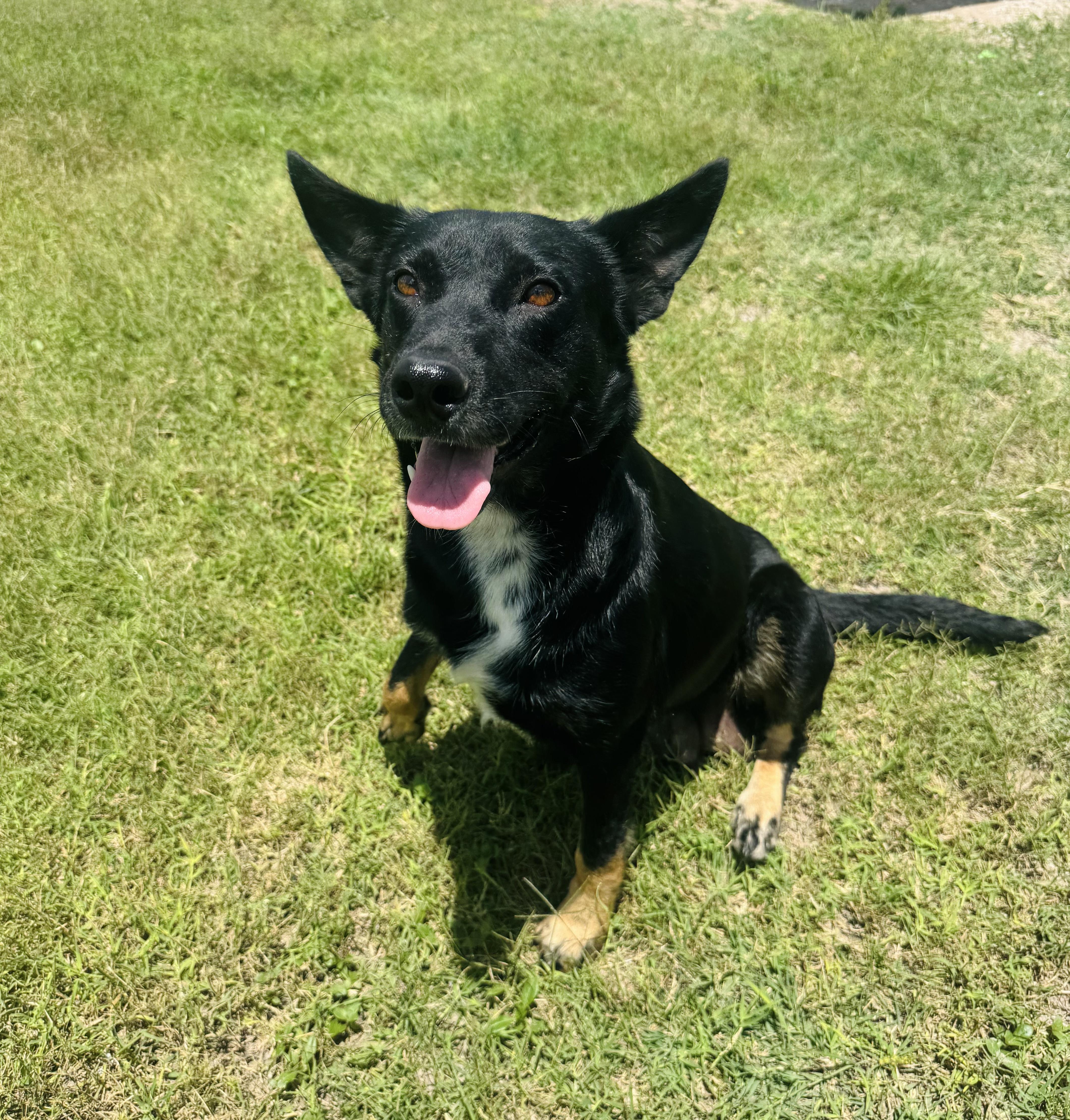 Princess, a Adoptable mixed breed in Rochester, NY image 5/6