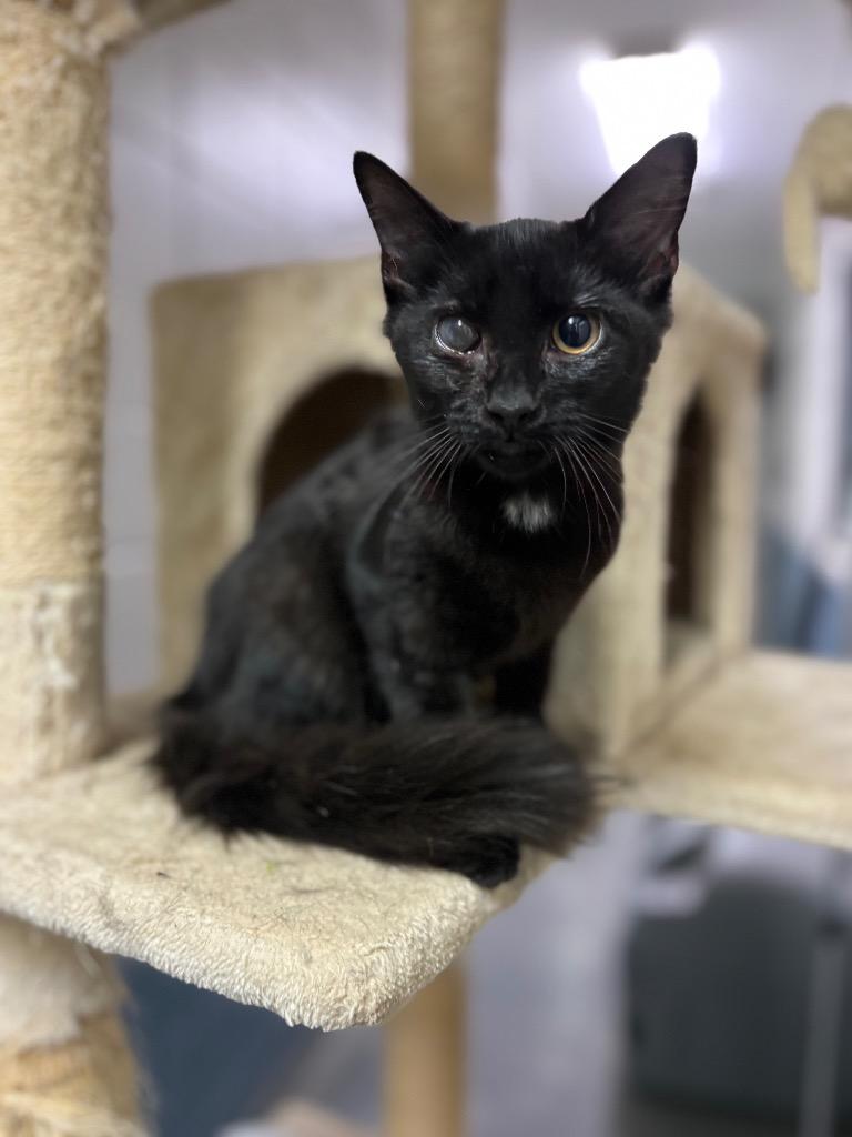 D695-25 Betty, Adoptable, Young Female Domestic Short Hair.