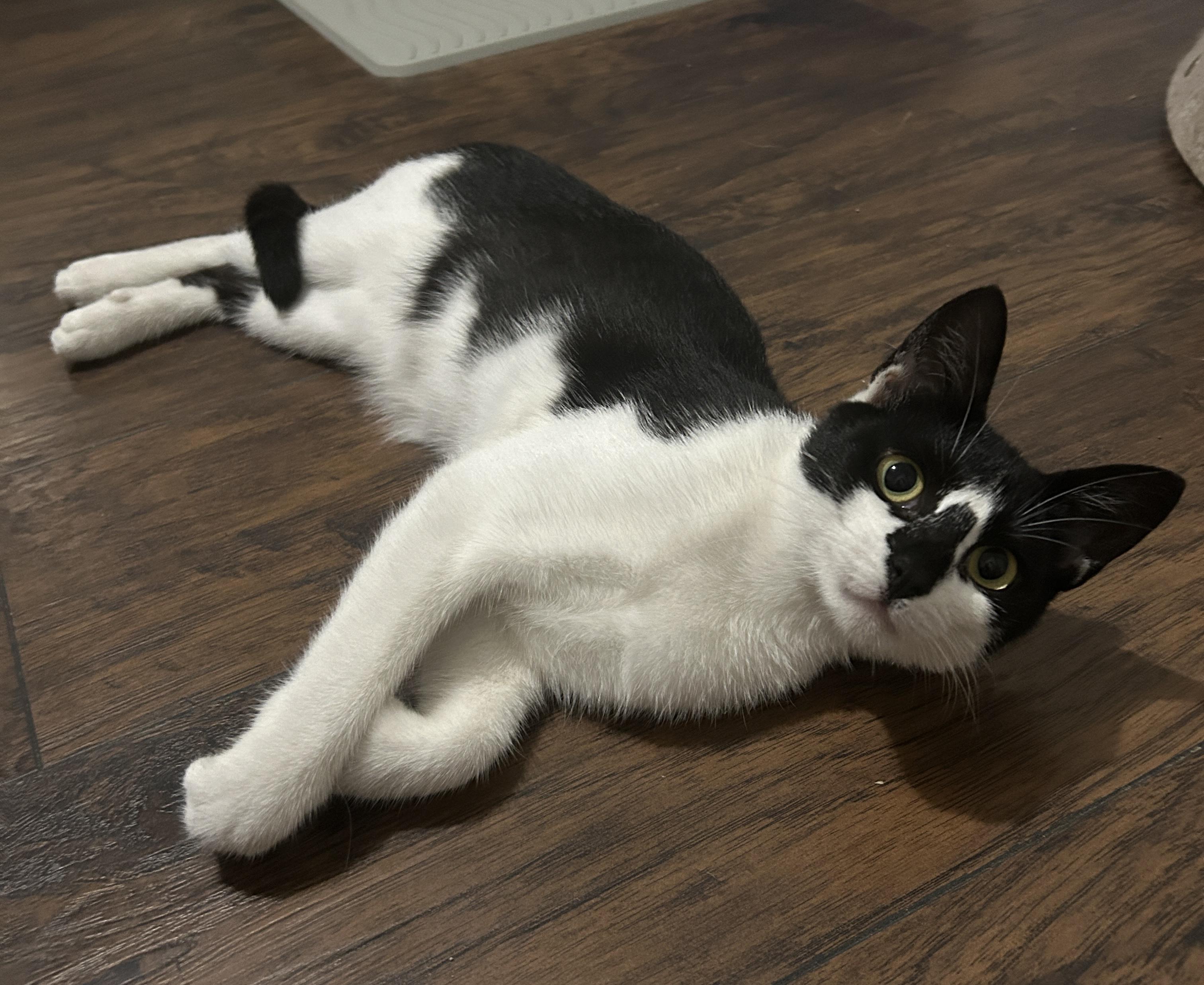 Enlarge Roly Poly, a ADOPTABLE mixed breed in Allentown, NJ image 2/4