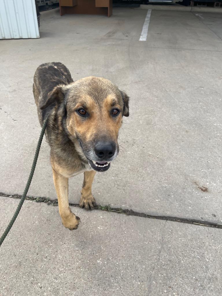 Enlarge Opus, a Adoptable German Shepherd Dog in Belton, TX image 1/1