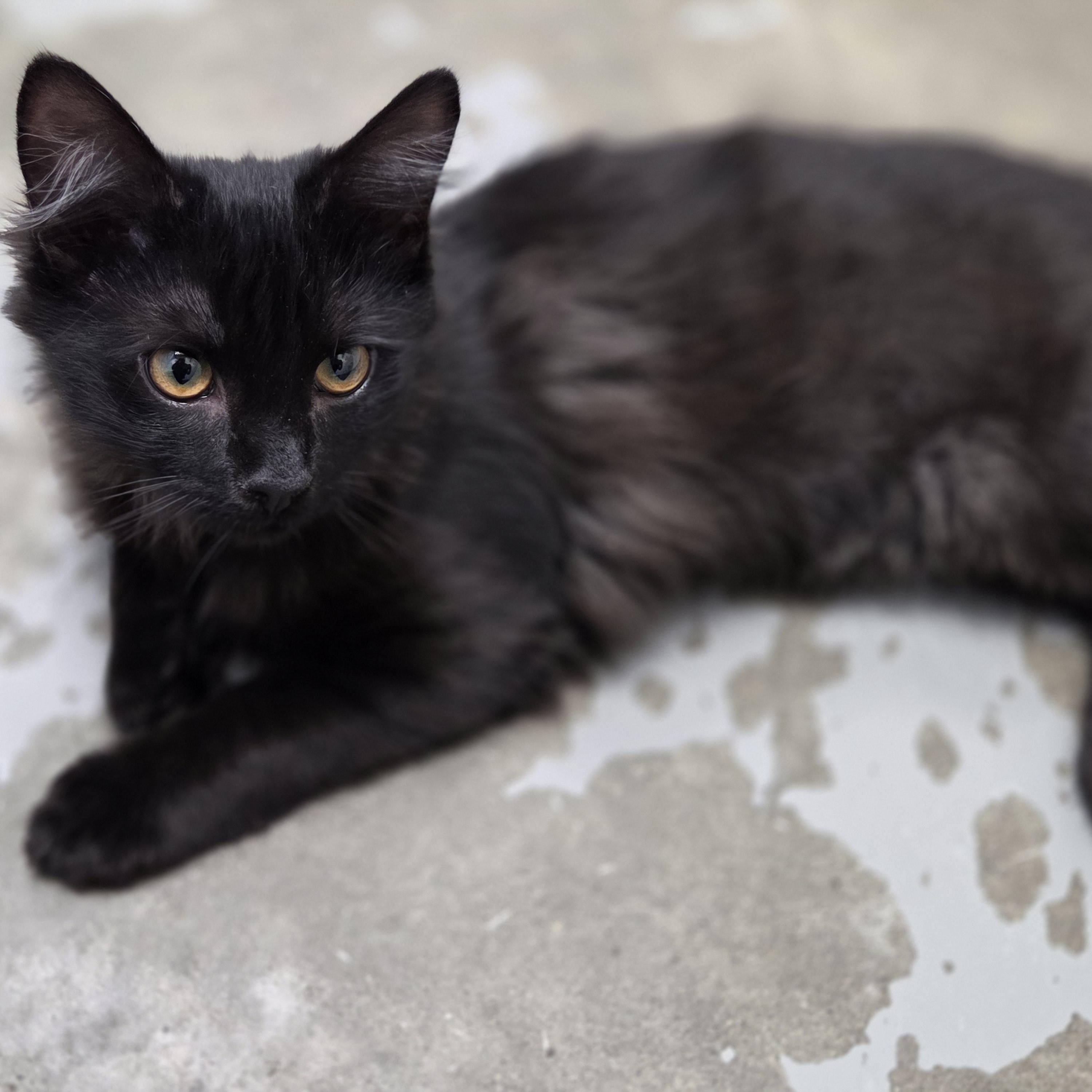 Larry, Adoptable, Young Male Domestic Medium Hair.