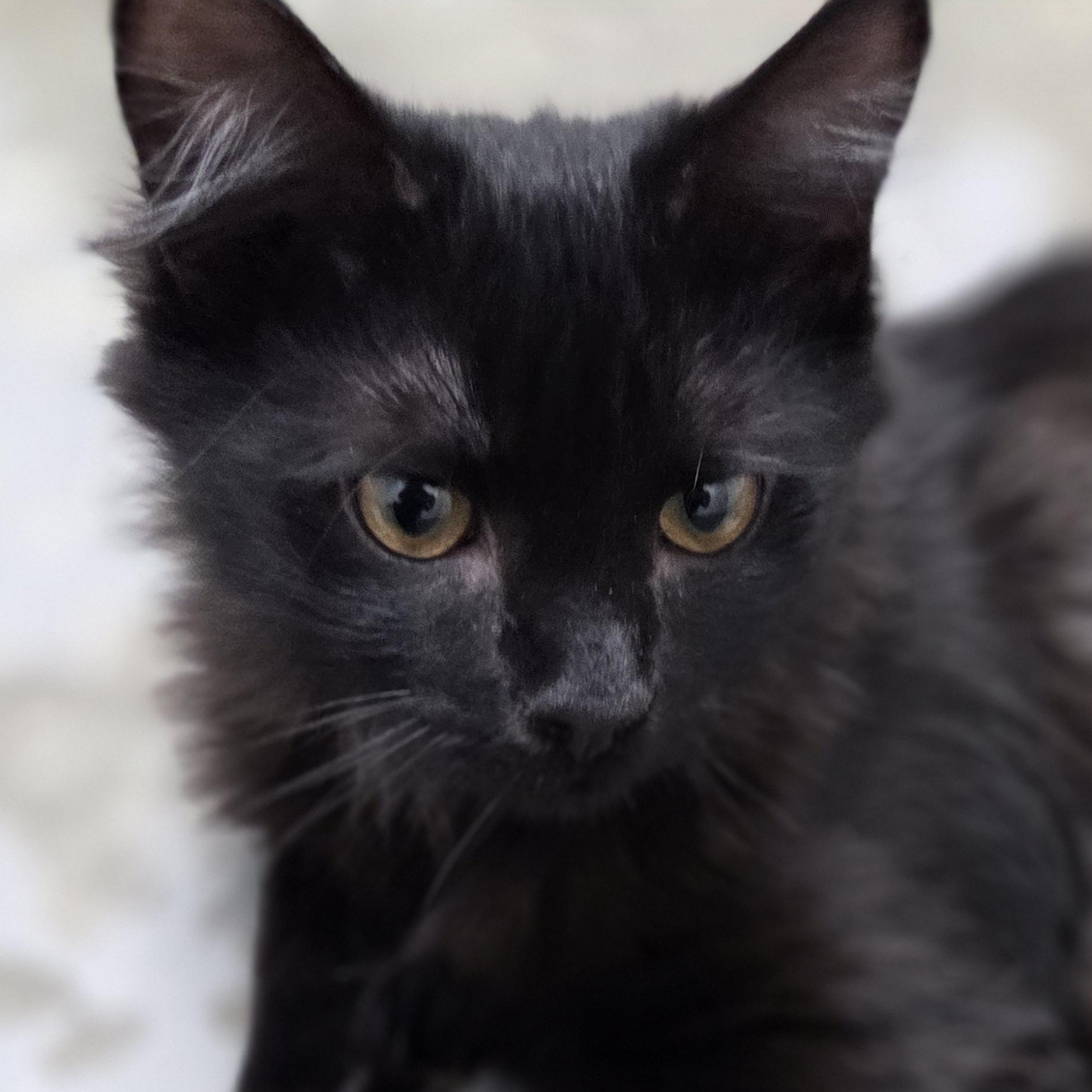 Enlarge Larry, a Adoptable Domestic Medium Hair in Brooks, AB image 2/3