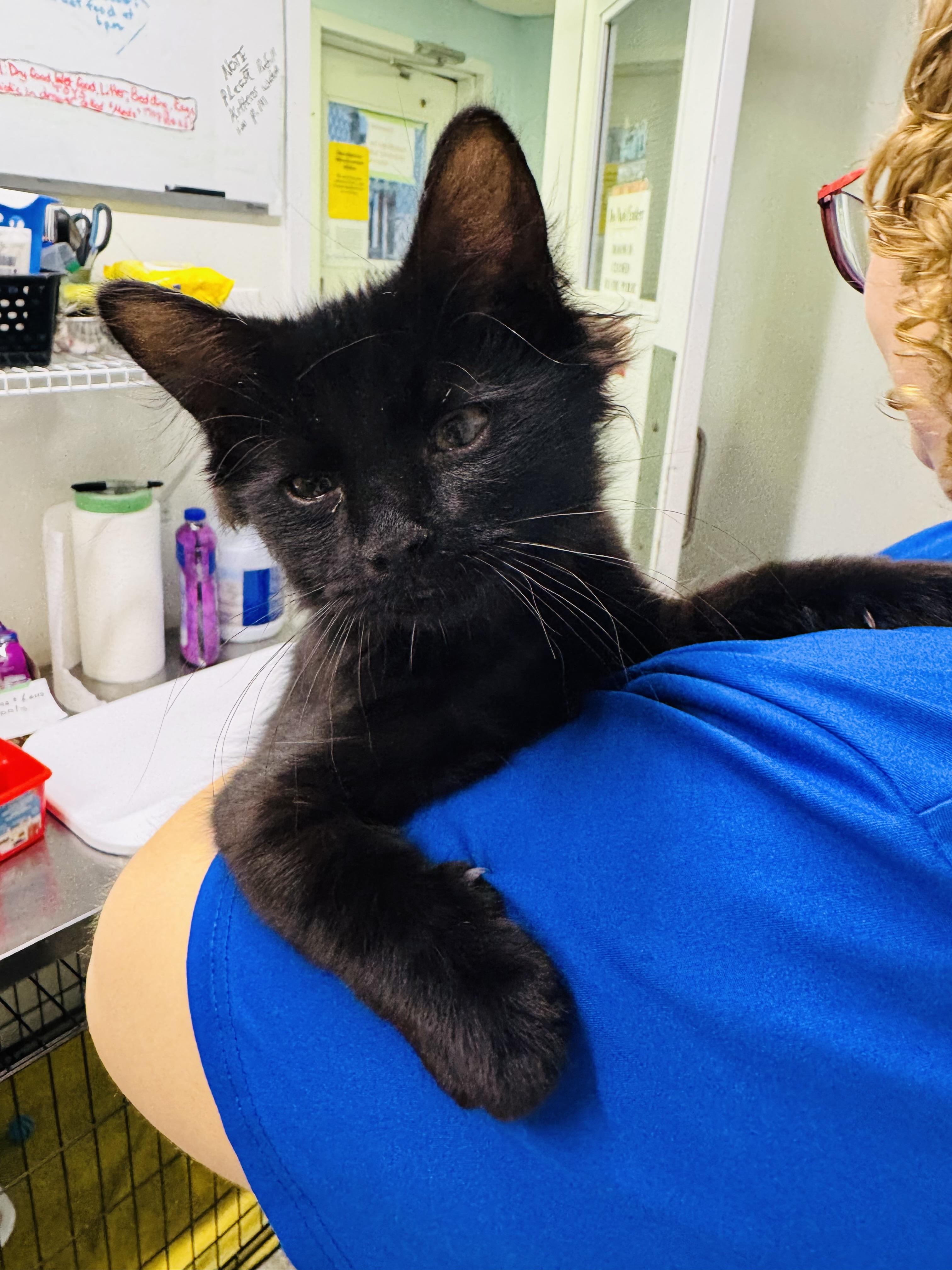 Enlarge Larry, a Adoptable Domestic Medium Hair in Brooks, AB image 3/3