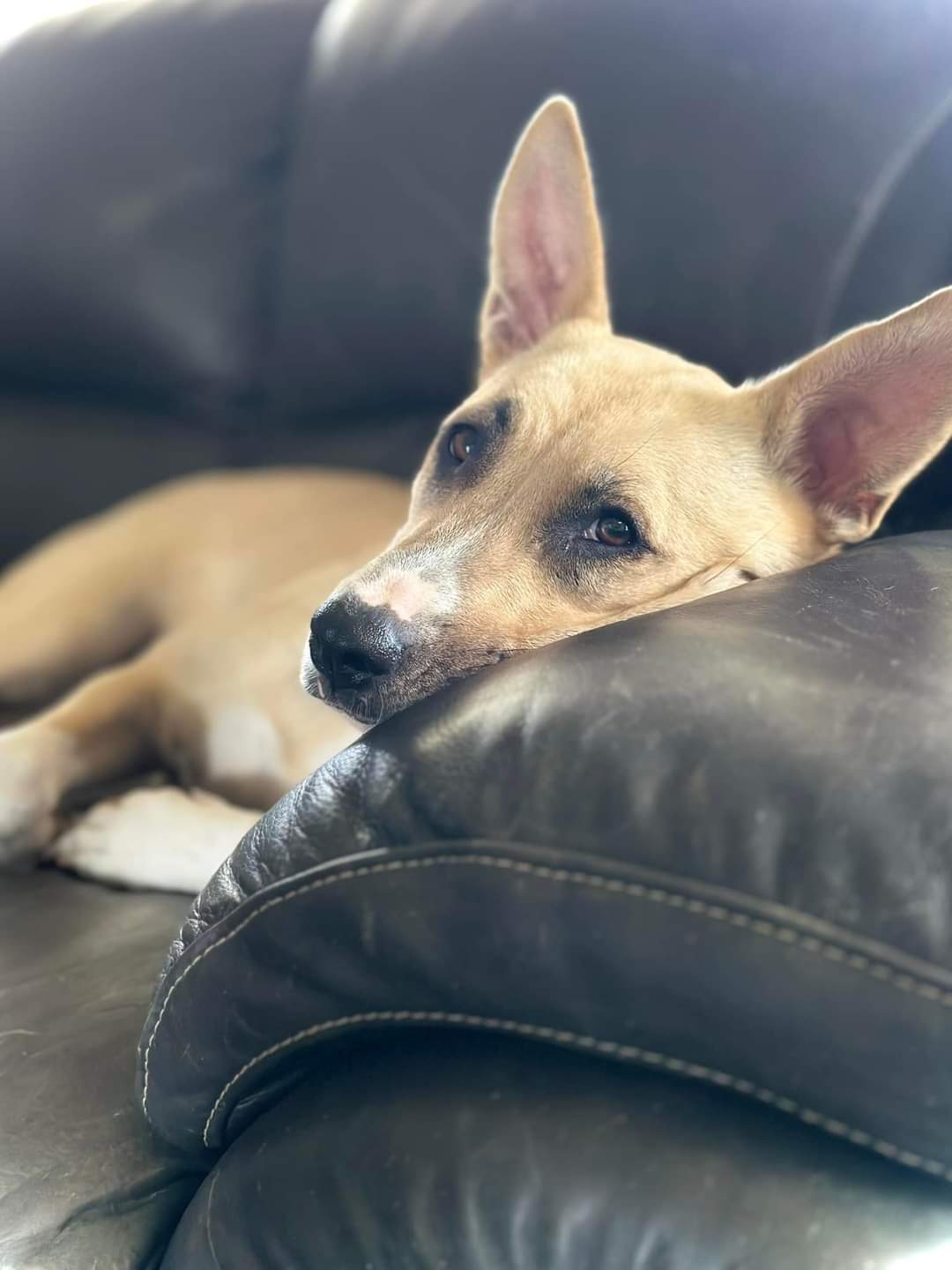 Julia, a Adoptable mixed breed in Newcastle, OK image 6/6