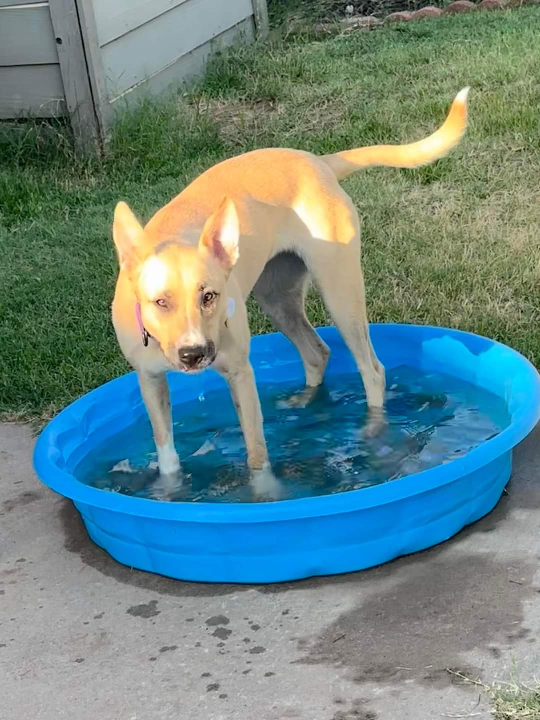 Julia, a Adoptable mixed breed in Newcastle, OK image 5/6