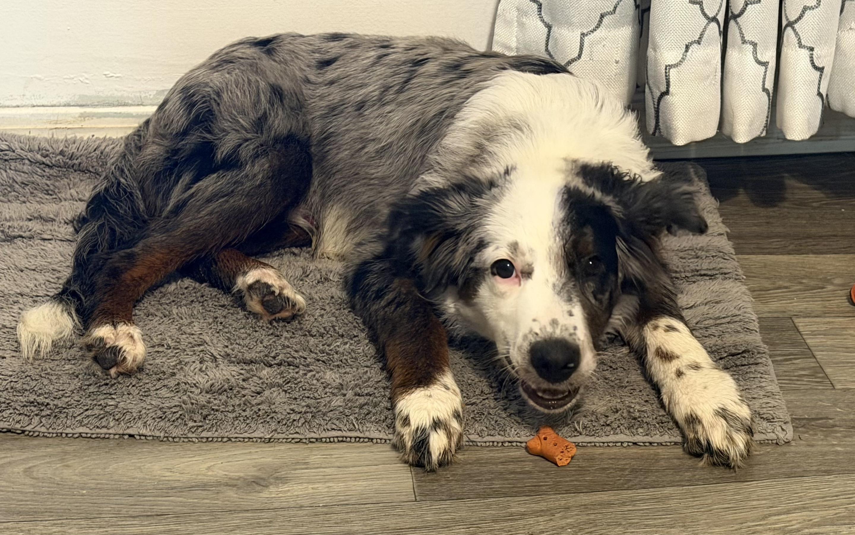 Enlarge Bandit, a Adoptable Australian Shepherd in Decatur , TN image 1/1
