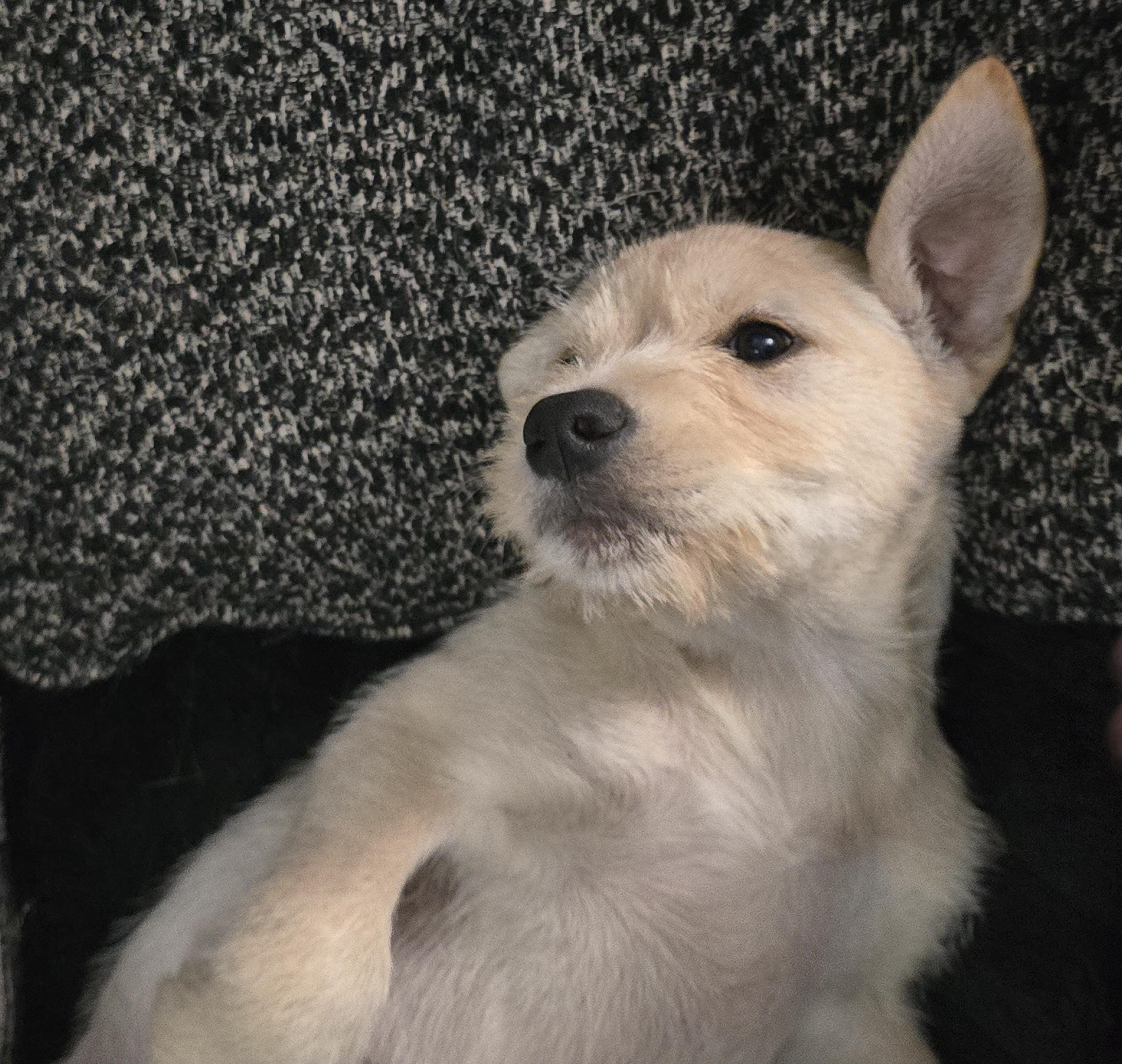 Enlarge Violet, a Adoptable mixed breed in Scarborough, ME image 2/6