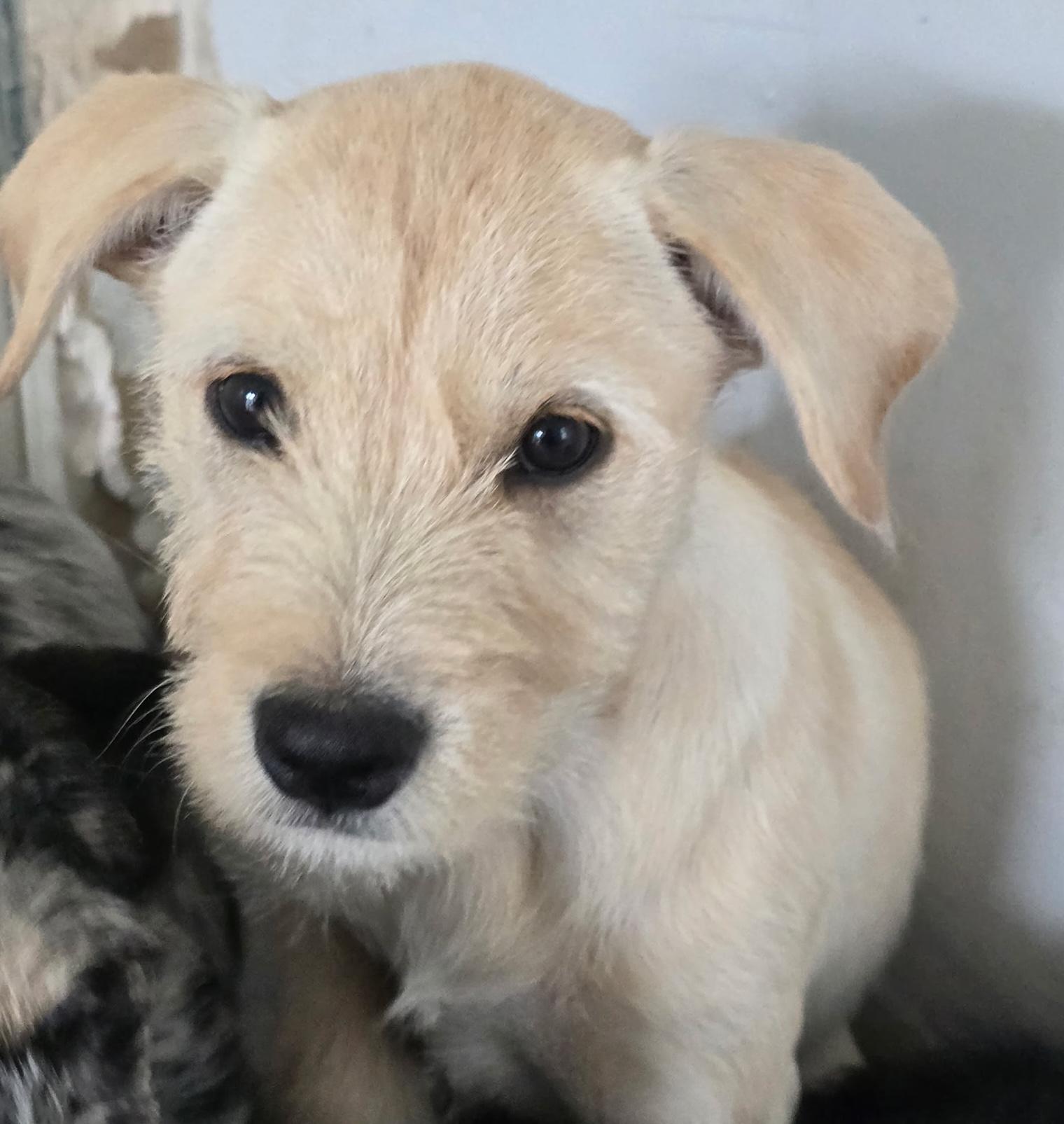 Enlarge Violet, a Adoptable mixed breed in Scarborough, ME image 1/6