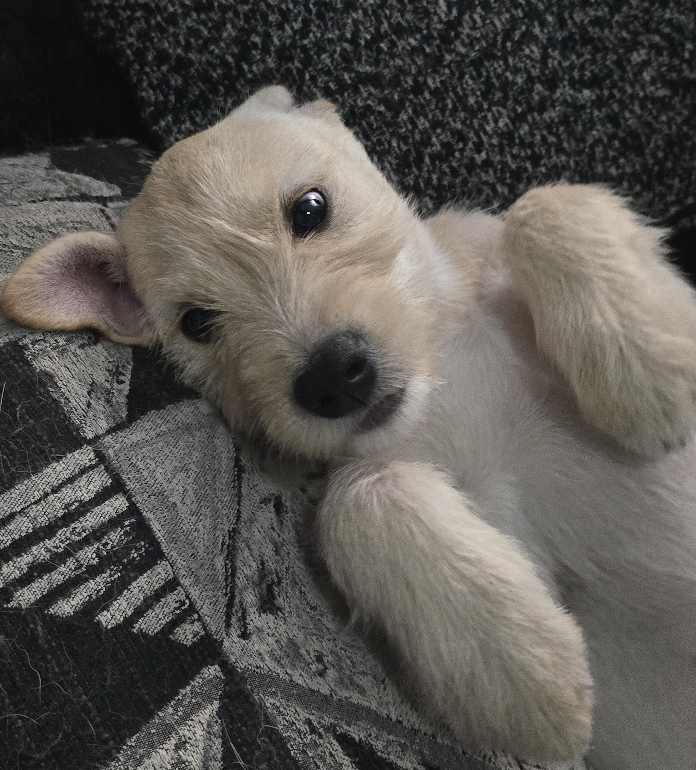 Enlarge Violet, a Adoptable mixed breed in Scarborough, ME image 5/6