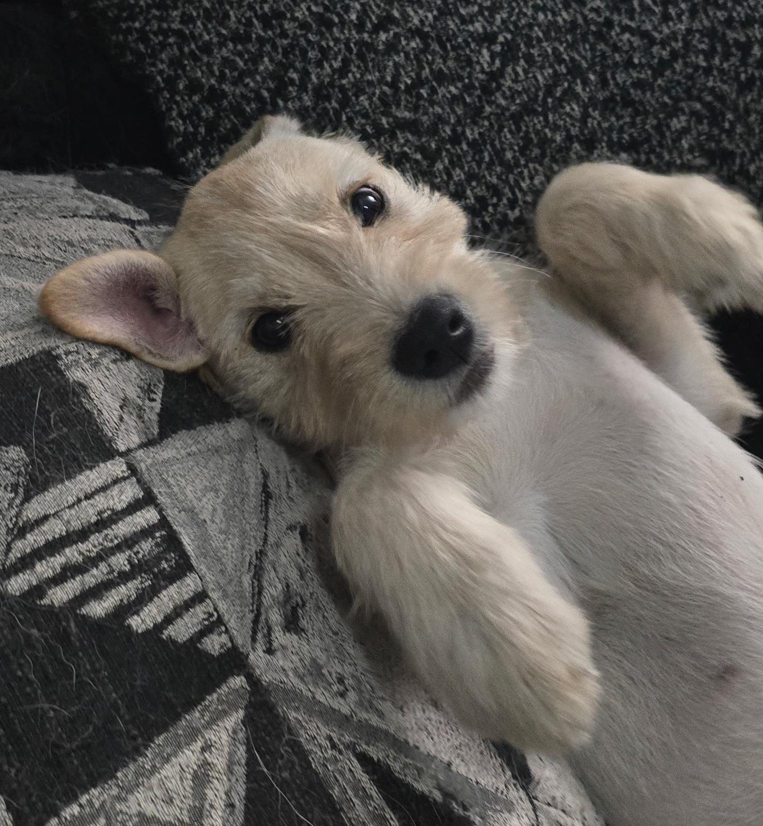 Enlarge Violet, a Adoptable mixed breed in Scarborough, ME image 3/6
