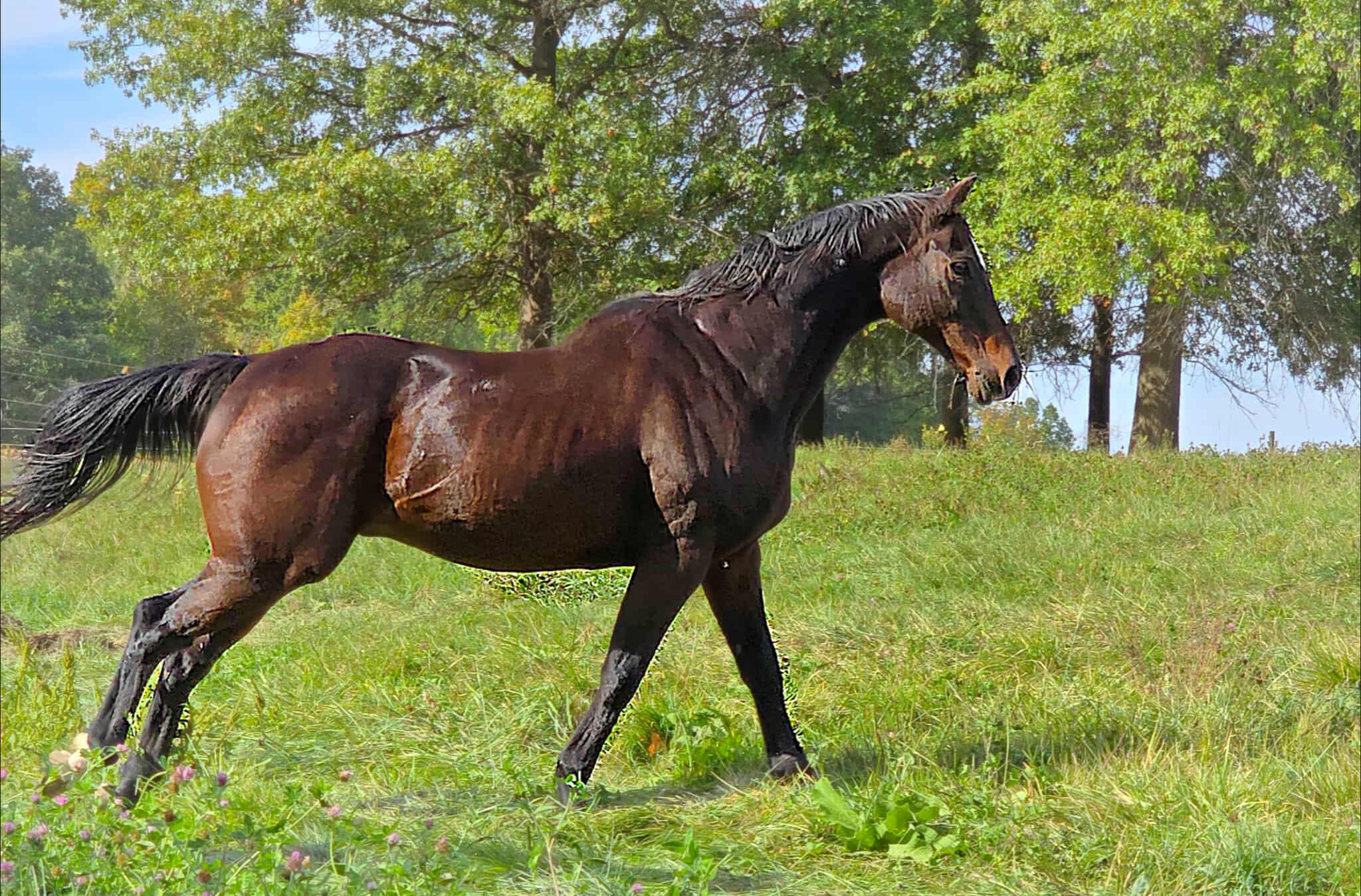 Enlarge King, a Adoptable Thoroughbred in Upper Sandusky, OH image 1/1