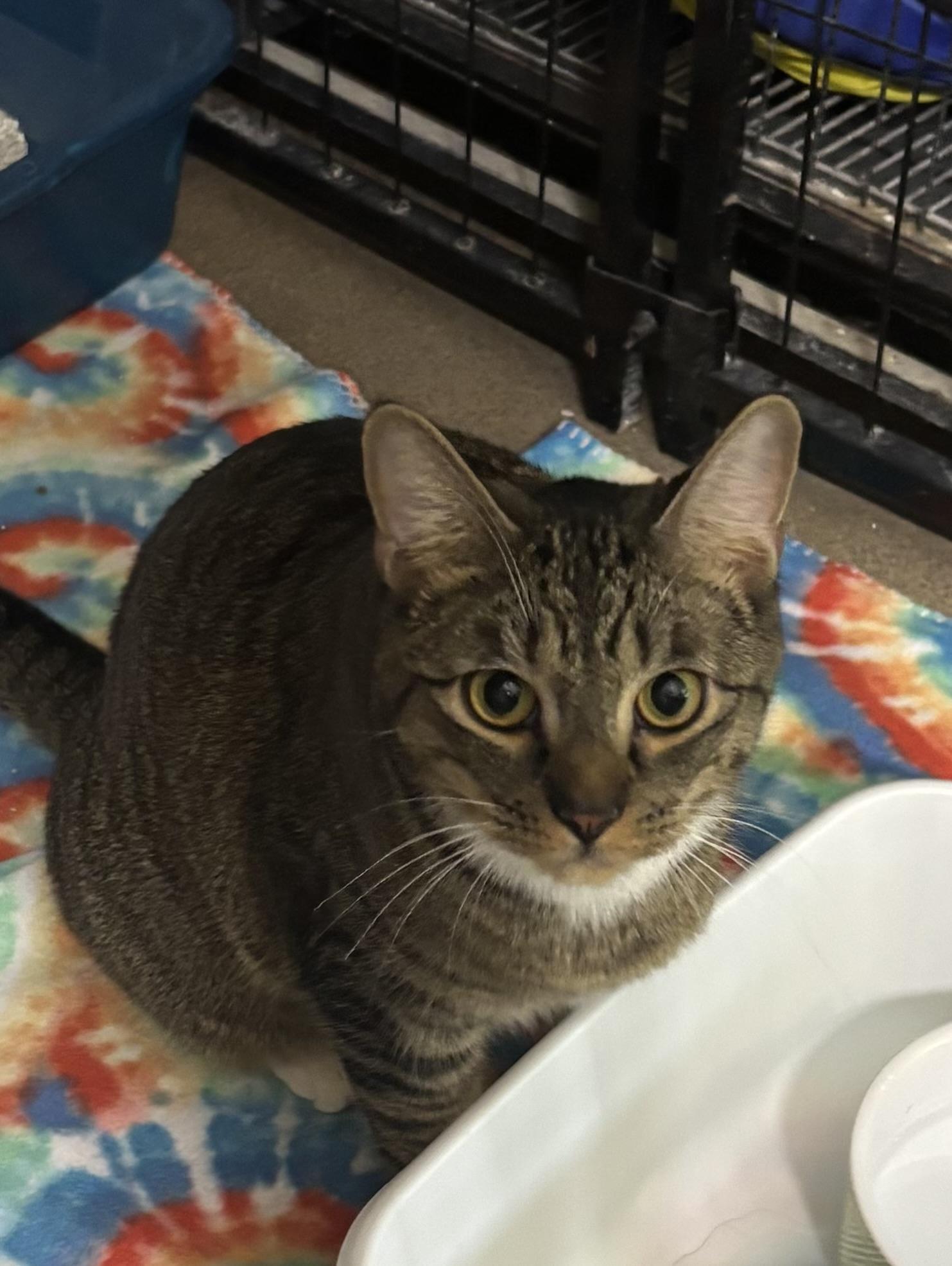 Hank 8386, Adult Male Domestic Short Hair